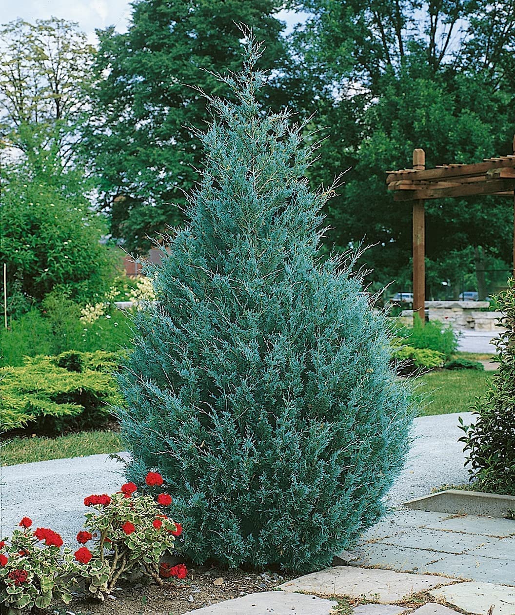Wichita Blue Juniper | 1 Live Gallon Size Tree | Juniperus Scopulorum | Evergreen Screening Hedging Plant