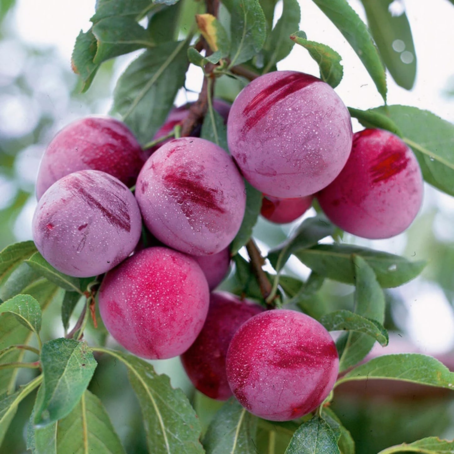 Plum Fruit Tree Seeds for Planting - 5 Seeds Plum Tree Seeds Non GMO & Heirloom Seeds, Popular Outdoor Tree or Bonsai Great Home Garden Gift
