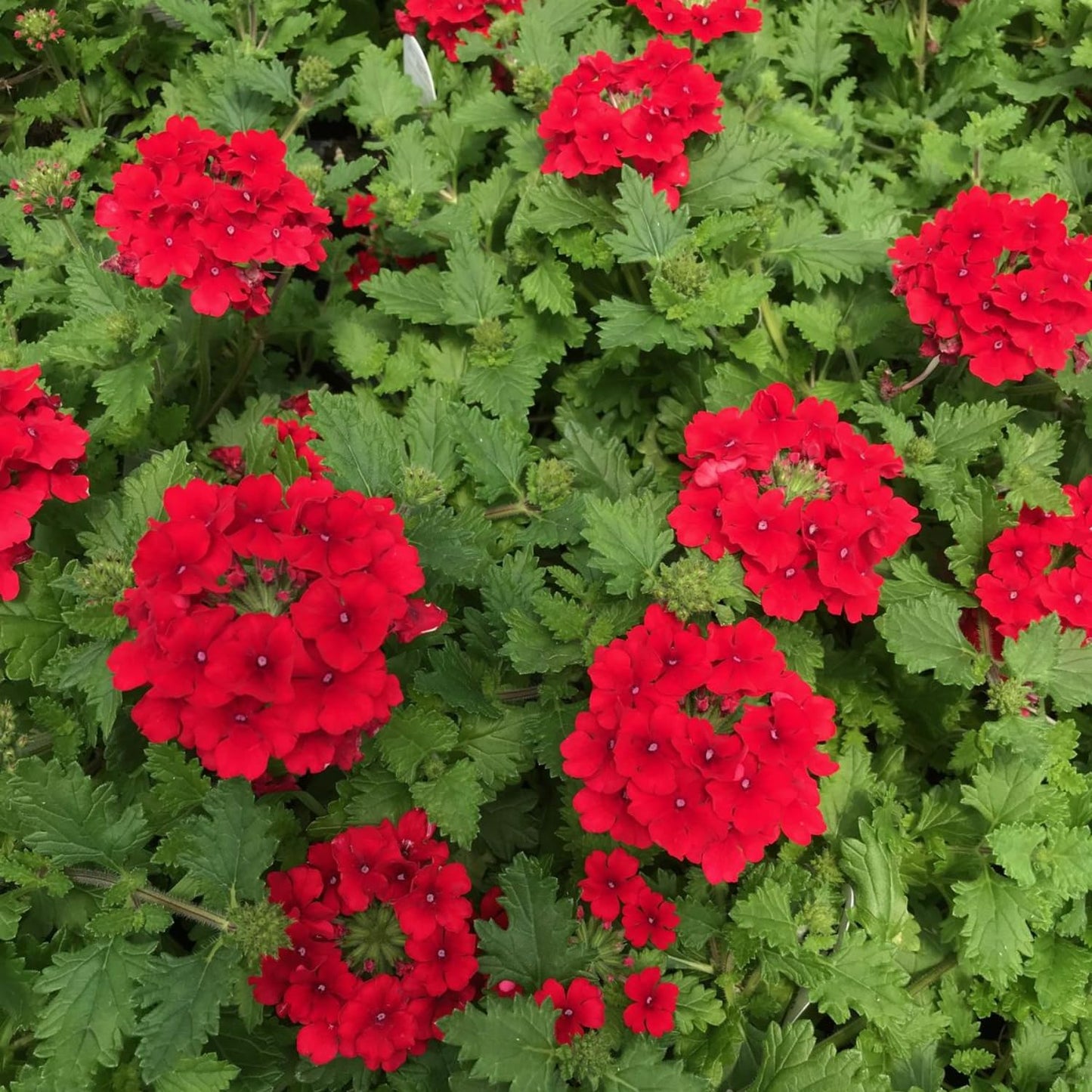 Red Verbena Plants, 4 Inch Pot, 4-6" Tall Perennial Live Verbena Flowers Plant for Groundcover, Outdoor Garden