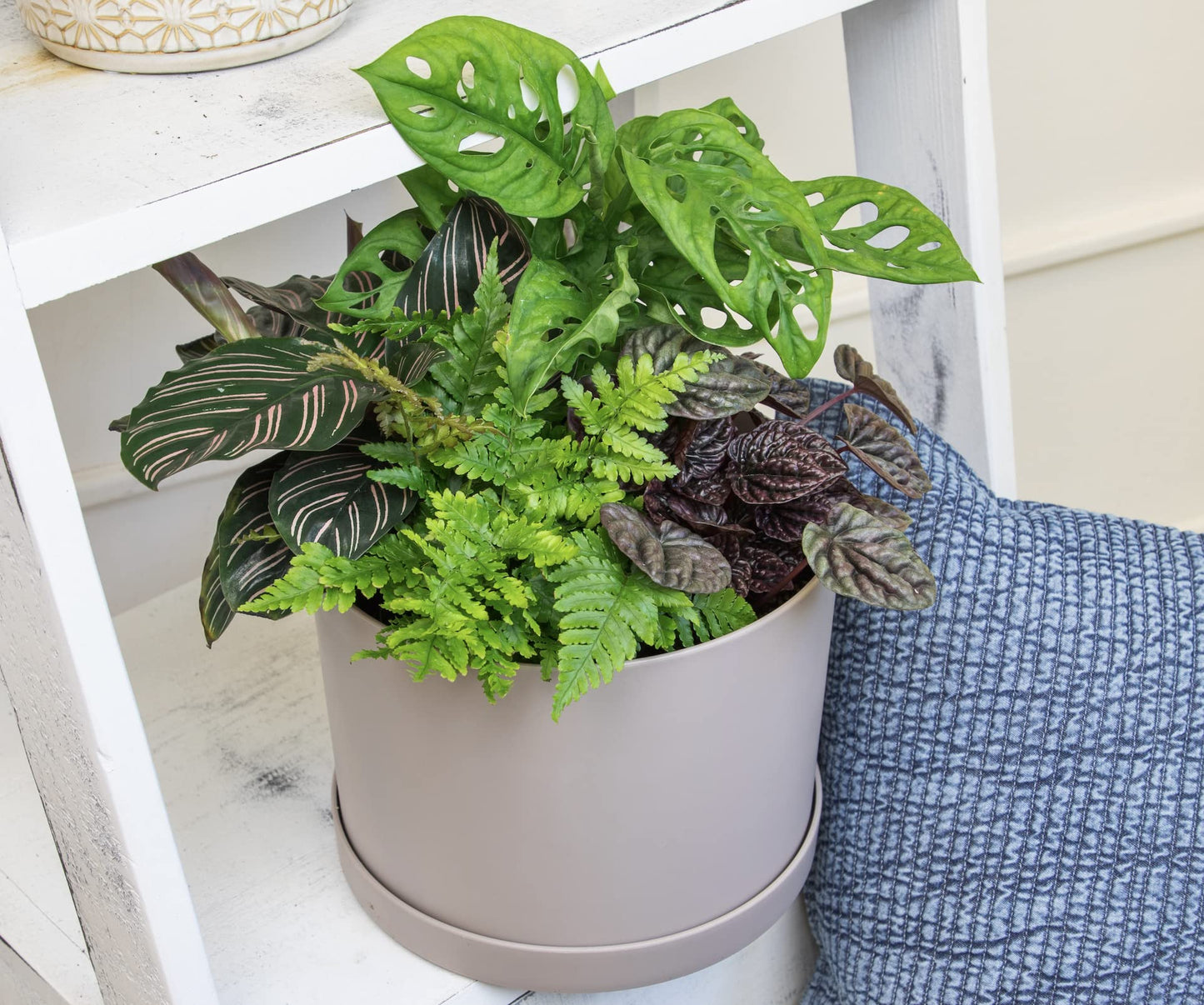 Easy to Grow Houseplants (6 Pack) + Classic Houseplant Collection (4PK) - Home and Office Plant Assortment with Low Maintenance Indoor Plants