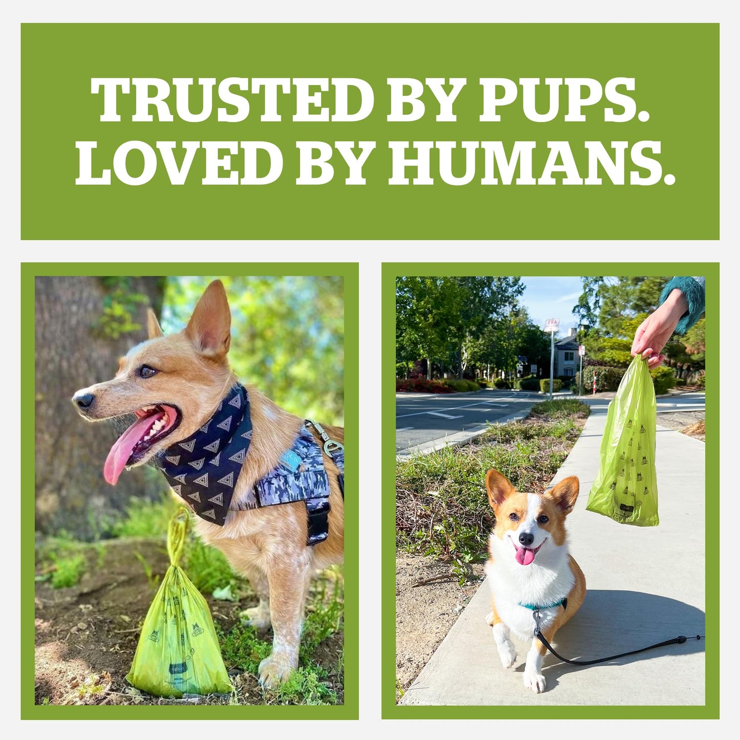 Pogi’s Dog Poo Bags with Handles – Extra Thick, Leak-Proof, Large, Fresh Scented, 300-Count
