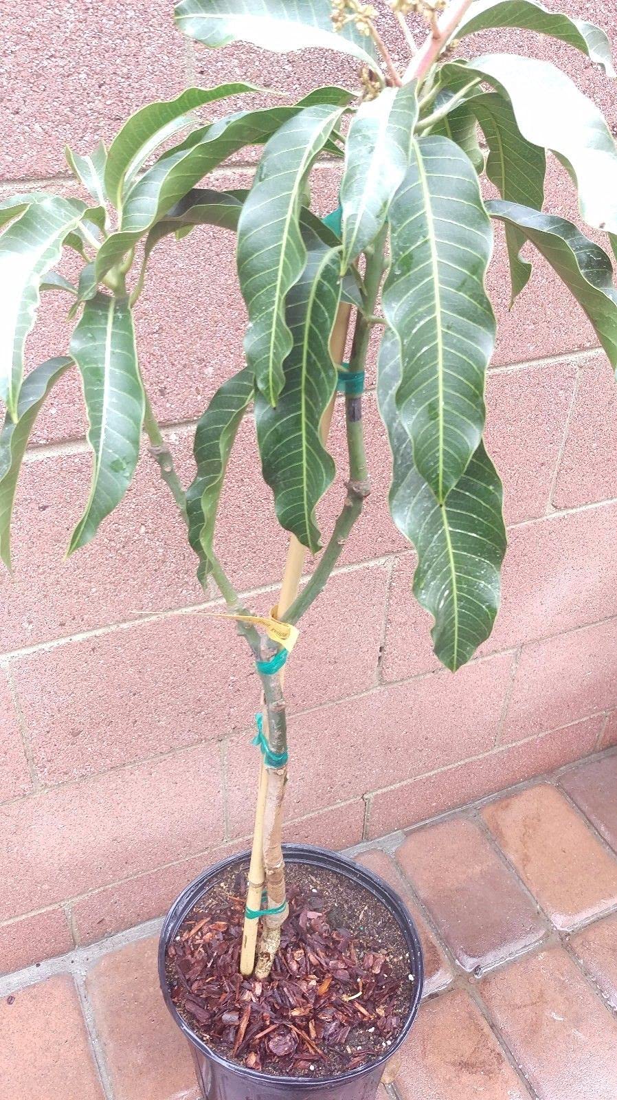 Mango Tree - Live Fruit Tree in a 3 Gallon Pot - Mangifera Indica 'Mallika' - Tropical Edible Fruit Bearing Tree
