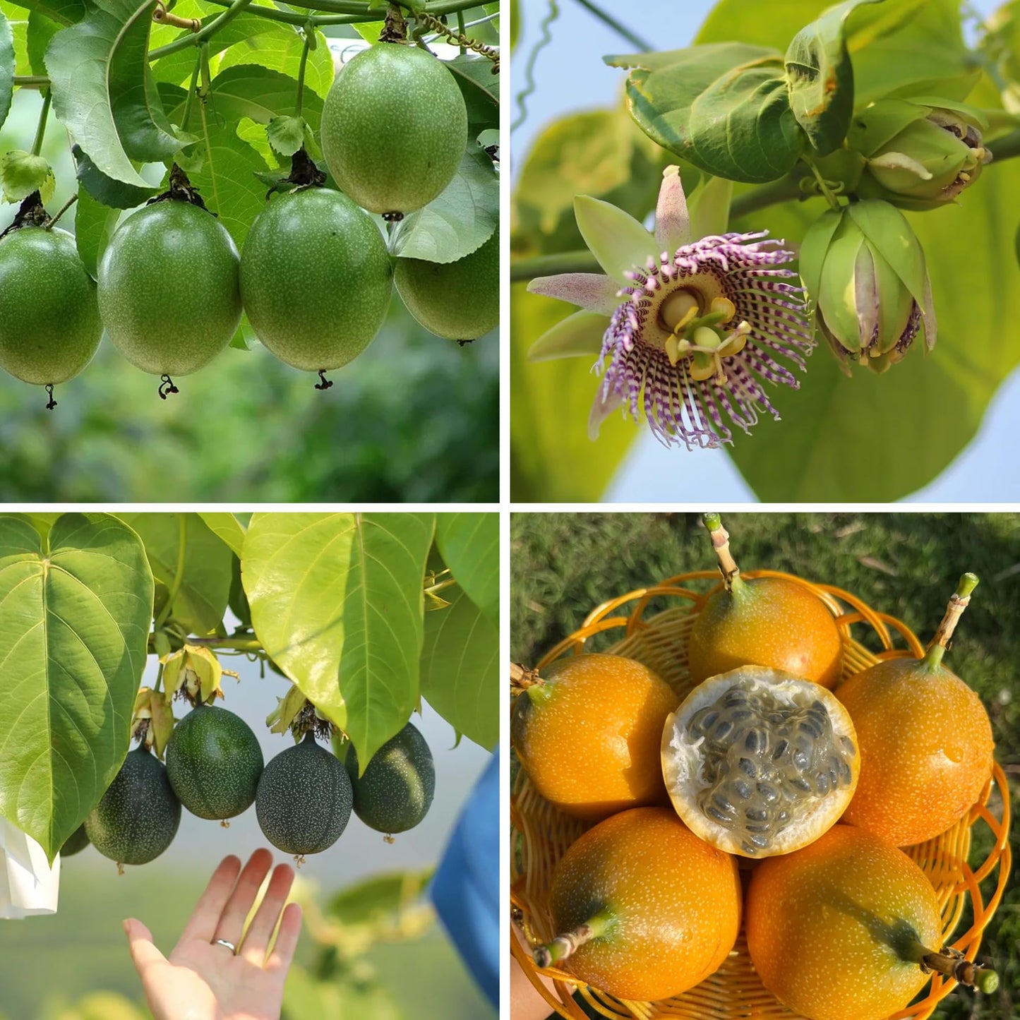 Mixrug Orangic Passion Fruit Seeds for Planting Outdoor, 15pcs Passion Fruit Passiflora Seed Non-GMO Heirloom Sweet Edible Fruit, Sweet Juicy Fruits Plants in Your Home Garden