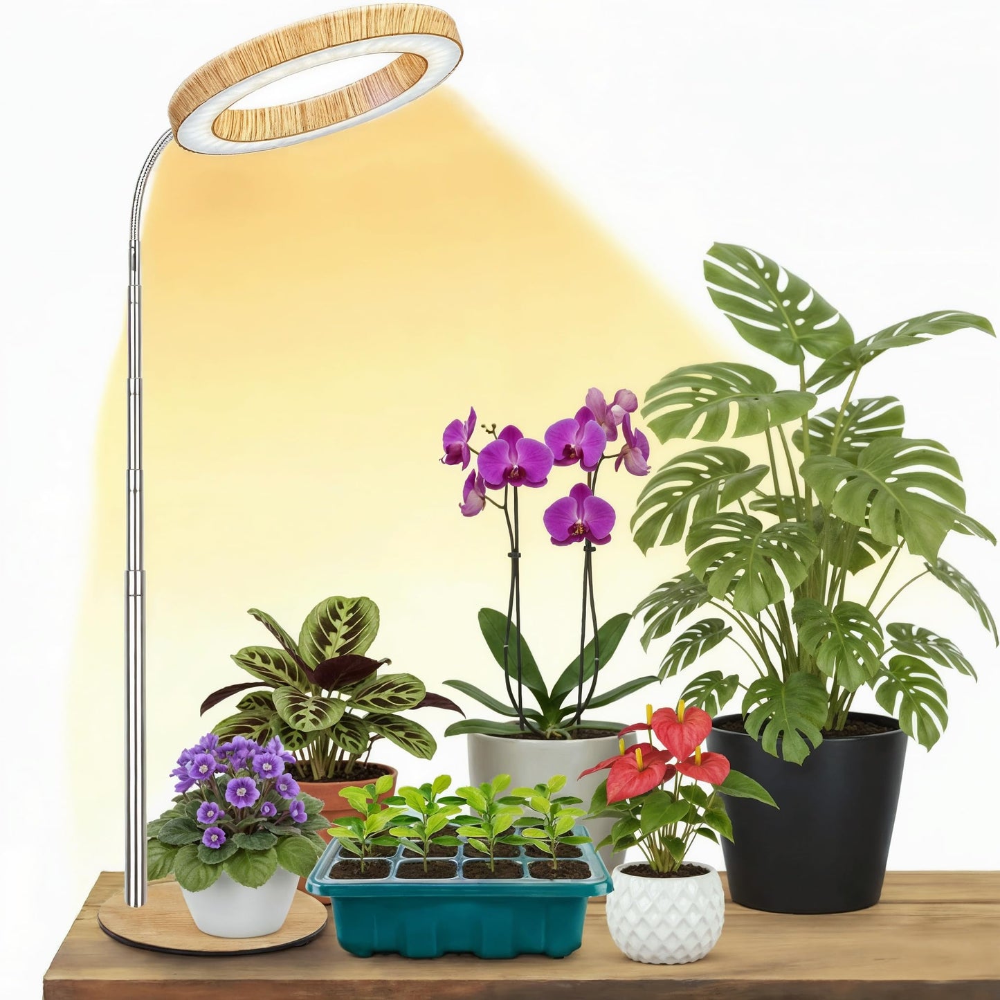 Grow Light for Indoor Plants Full Spectrum, Desk LED Plant Light with Faux Wood Grain, 12"-43" Height Adjustable, Auto On/Off Timer 3/9/12H, 3 Modes 10 Dimmable Levels for Succulents, Herbs