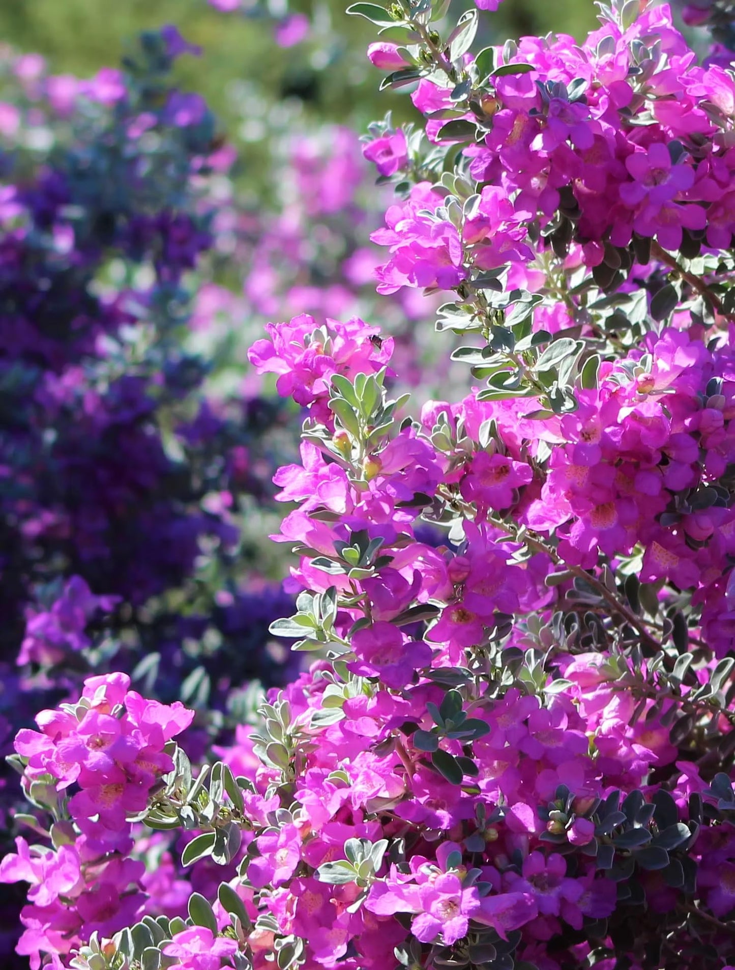 Dwarf Texas Sage Live Plants (5-9") - Pack of 2 (Two) - Leucophyllum frutescens 'Compacta' - Drought Tolerant Silver Shrub - Compact Purple Blooming Barometer Bush