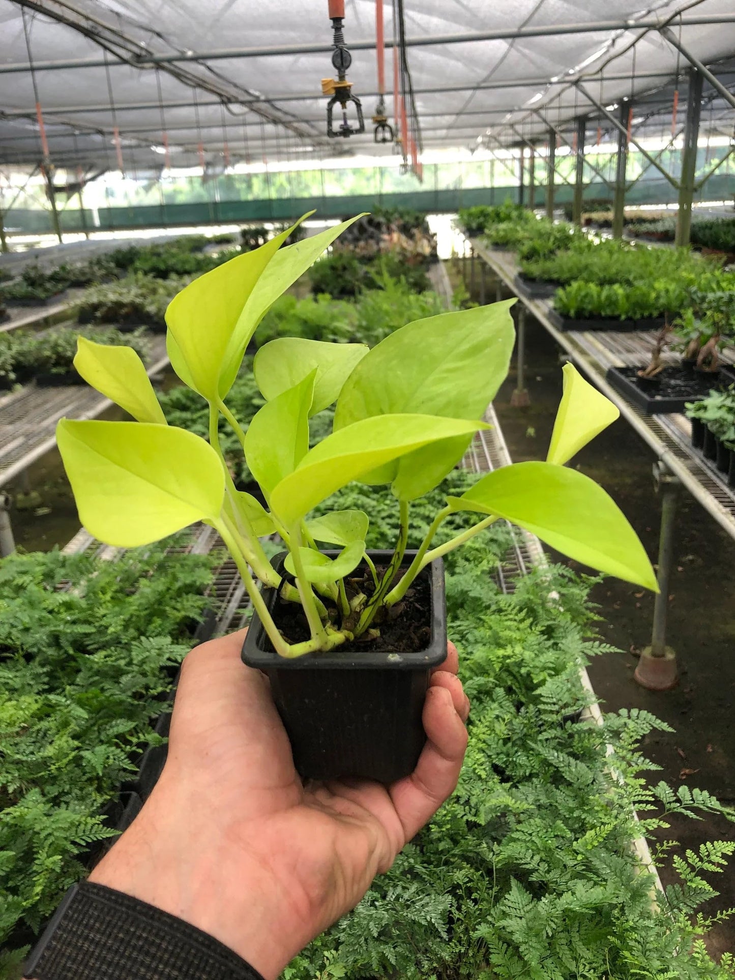 Pothos 'Neon' | Live Plant for Indoor & Outdoor | for Living Room, Office, Bathroom | (3" Pot)