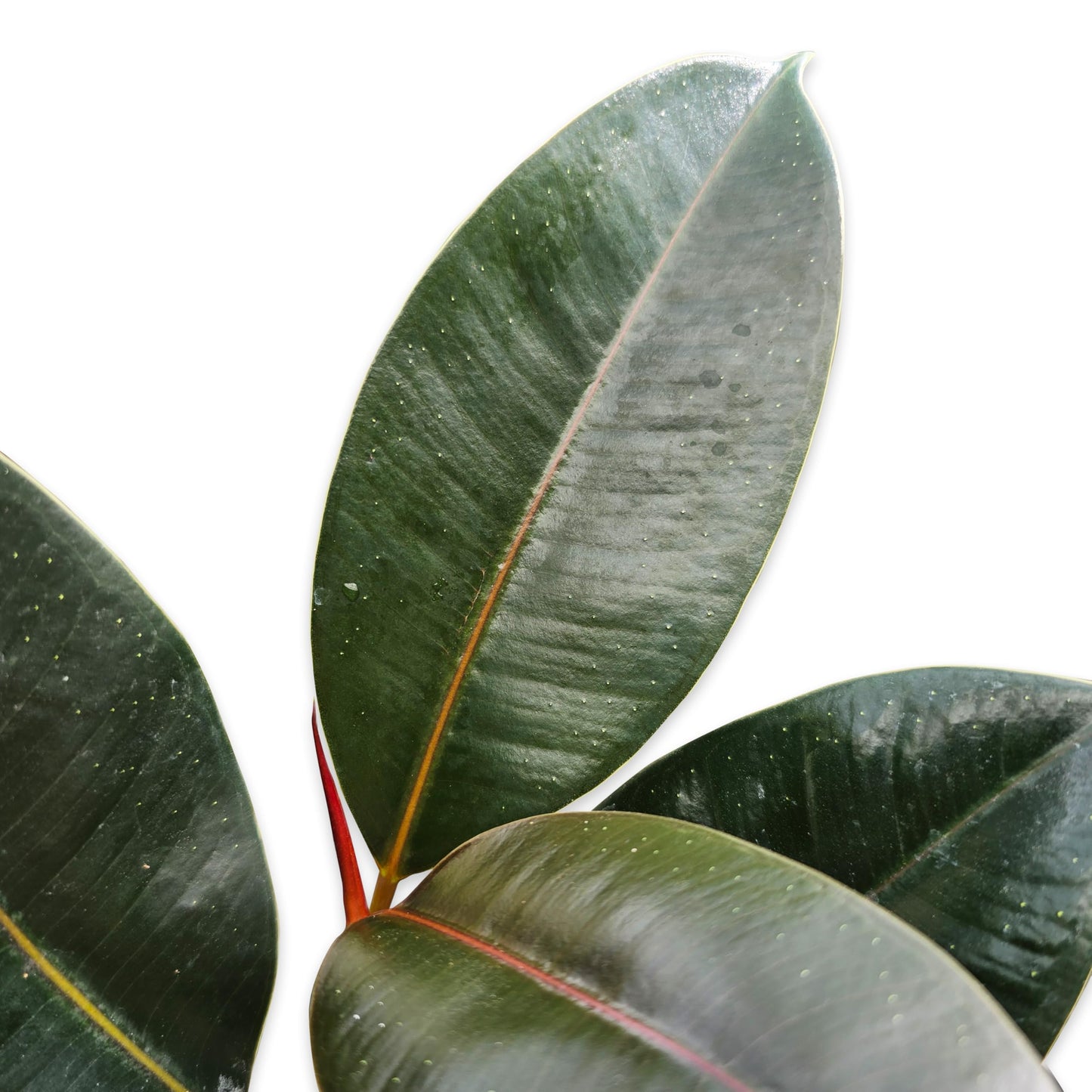 Bumble Plants Burgundy Ficus Elastica Black Rubber Plant [Winter Thermal Packaging Included] | Glossy Dark Green Leaves | Red Mid-Veins | Low Maintenance Unique Houseplants for Easy Indoor Gardens