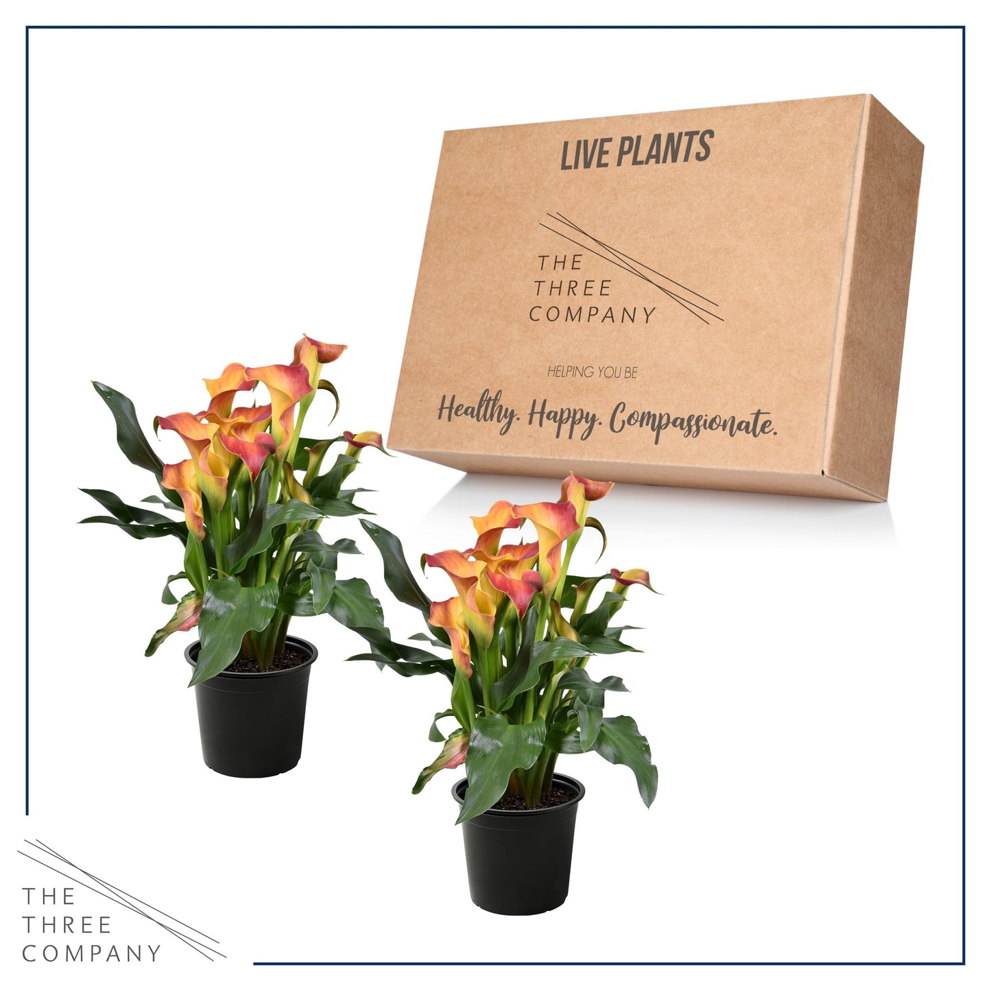 Live Flowering Calla Lily (2 Plants Per Pack) - Orange, 3+ Blooms - Beautiful Spring Perennial - 12" Tall by 5" Wide in 1 Qt Pot
