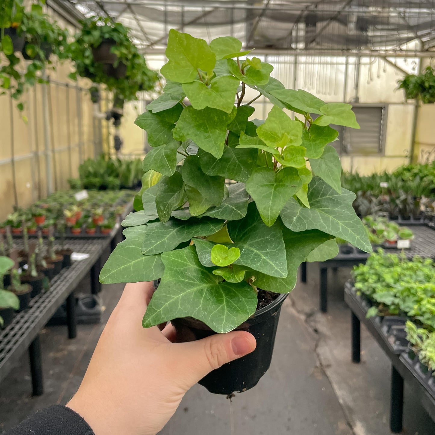 Live Green English Ivy Plant, Hedera Helix, Vining Plant, Live Indoor Plant, 4" Diameter Pot