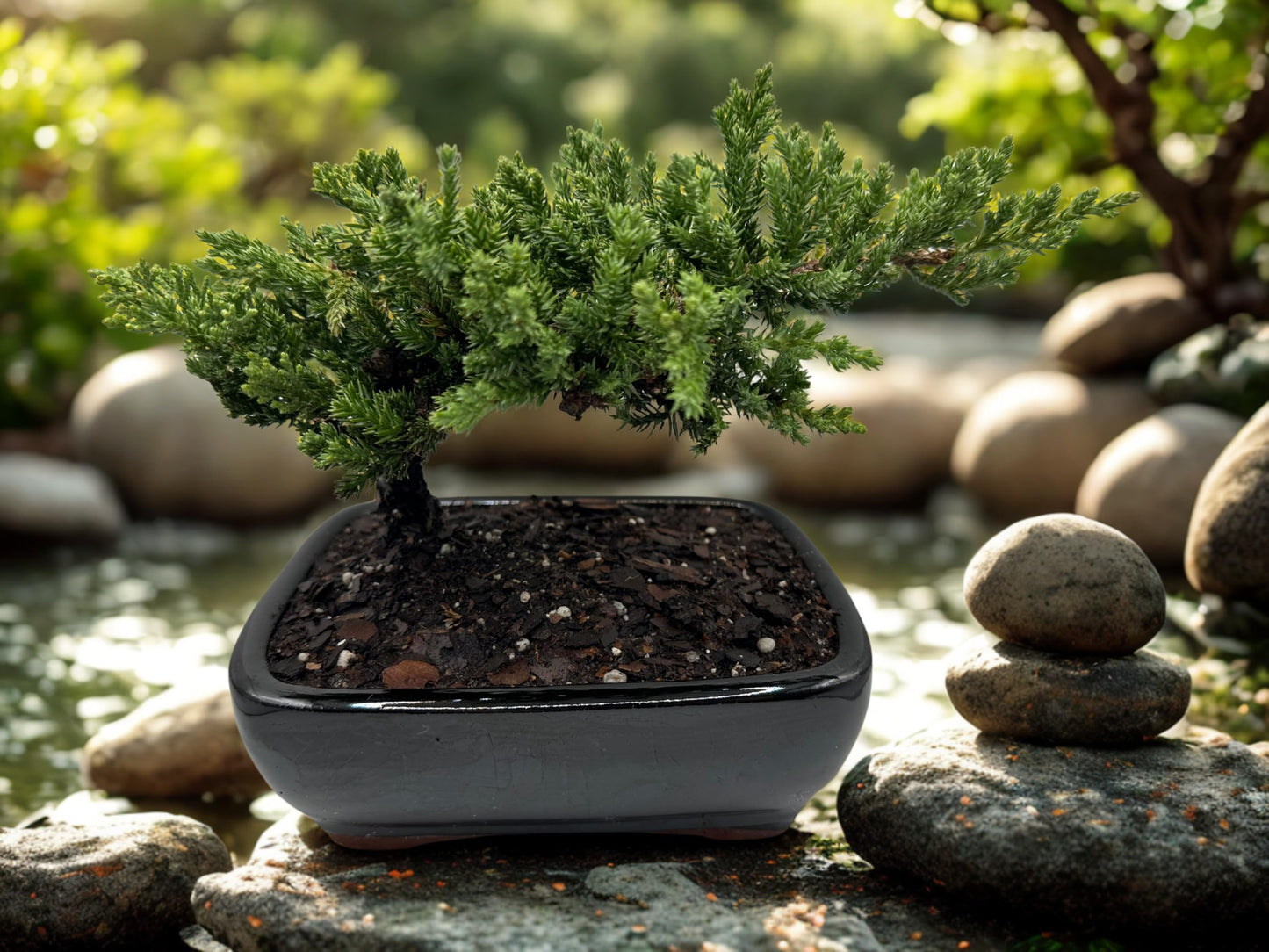 Live Dwarf Juniper Bonsai Tree | Potted in Large Ceramic Pot | 3 Years Old | 100% Handcrafted | Outdoor Bonsai | Unique Gift for Birthday, Graduation, Anniversary