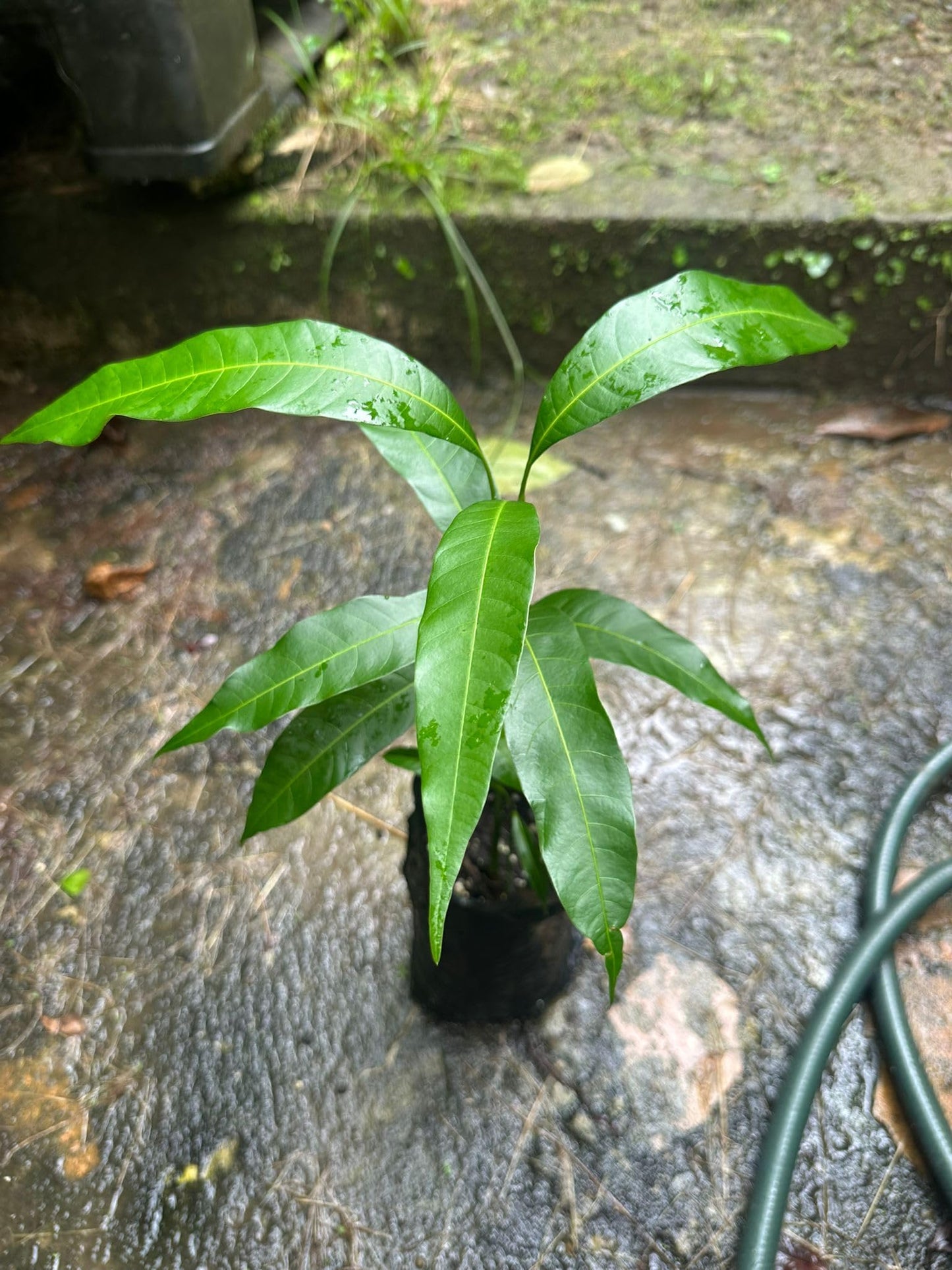 Pineapple Mango Tree – 8–12 in Live Tropical Fruit Tree Seedling (Mangifera Indica) | Naturally Grown from Seed | Sweet, Pineapple-Flavored Mango Variety | Live Plant for Home Garden or Patio