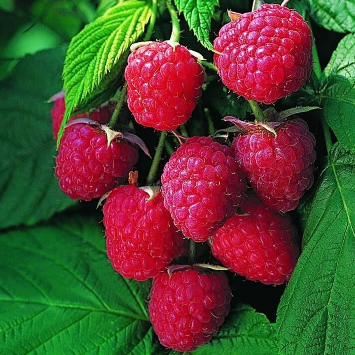 4 Mixed Raspberry Plants Live, 5-9 Inch Tall, Raspberry Fruit Trees for Outdoor Growing, Raspberry Seedling