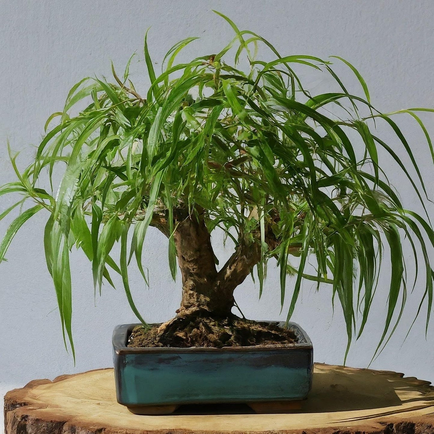 Ponytail Willow Bonsai Tree Cutting to Grow - Thick Trunk Cutting, Fast Growing