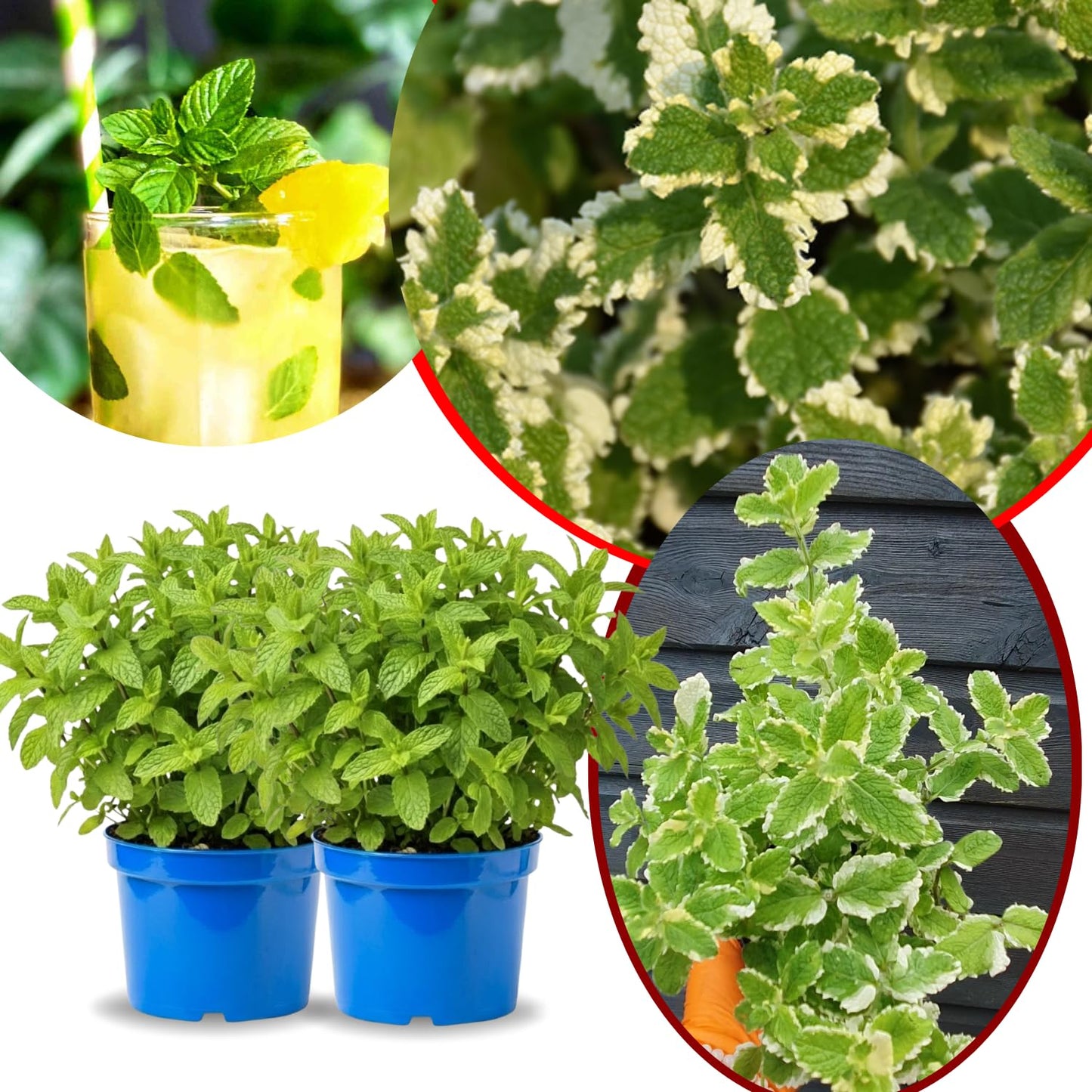 Big Clumps Pineapple Mint Plants Live in Pot, Well-Rooted Herb for Home Gardens, Heirloom Mint Indoor Outdoor, Fresh Mints