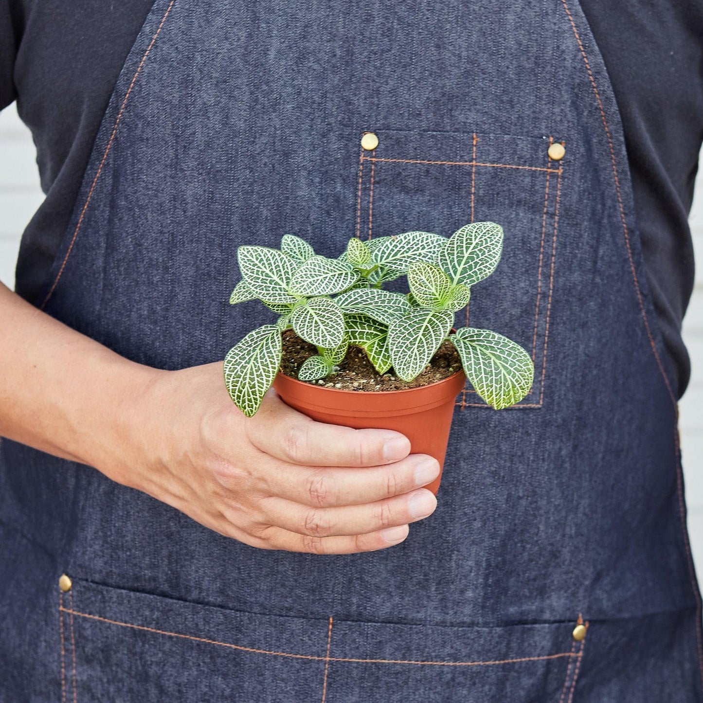 Fittonia 'White Nerve Plant' | Live Plant for Indoor & Outdoor | for Living Room, Office, Bathroom | (4" Pot)