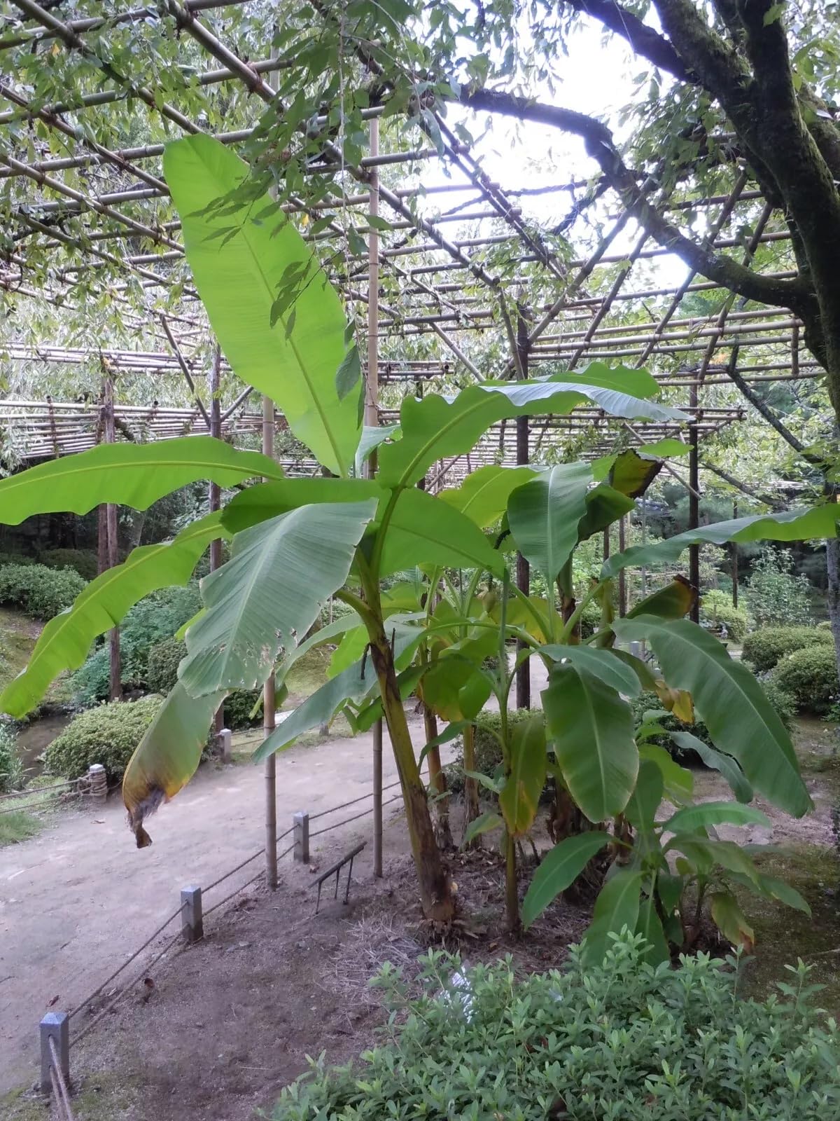 2 Plants Musa Basjoo Banana Tree - Cold Hardy Variety - 8 to 10" Tall - Perfect for Any Garden