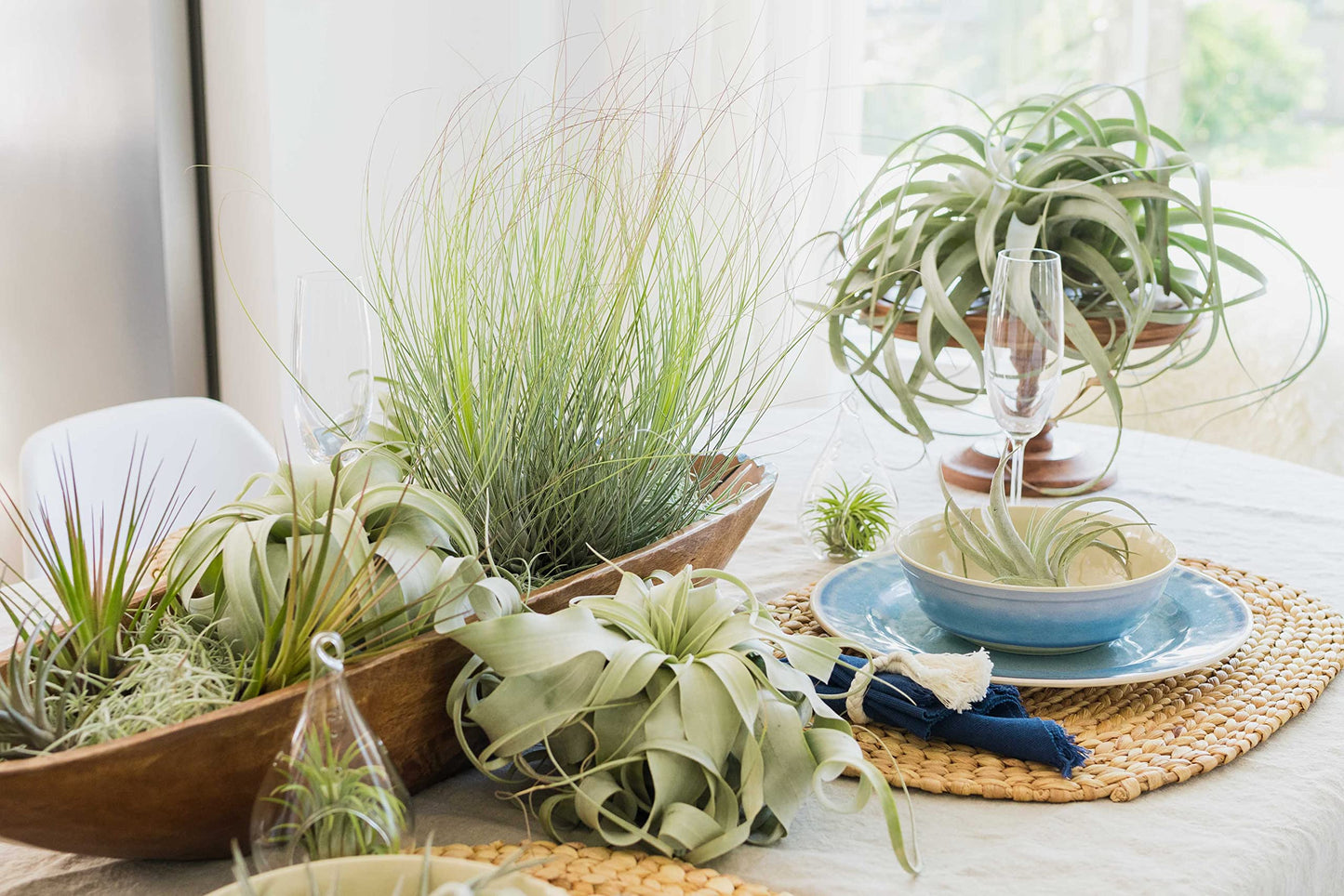 Air Plant Shop 10 Pack Mayan Collection of Tillandsia Air Plants - Wholesale and Bulk - Succulents - Live Tillandsia - Easy Care Indoor and Outdoor House Plants