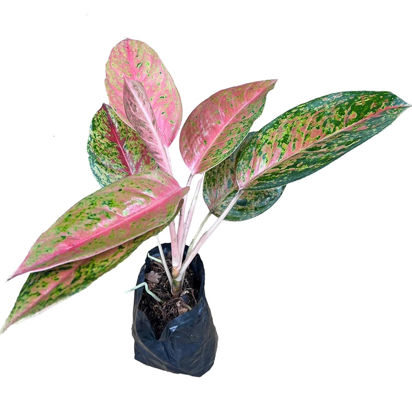 LEAL PLANTS ECUADOR Live Aglaonema Commutatum Pink Plant (Chinese Evergreen) – Vibrant Pink & Green Foliage – Low Light Tolerant Potted Houseplant for Indoor Gardening