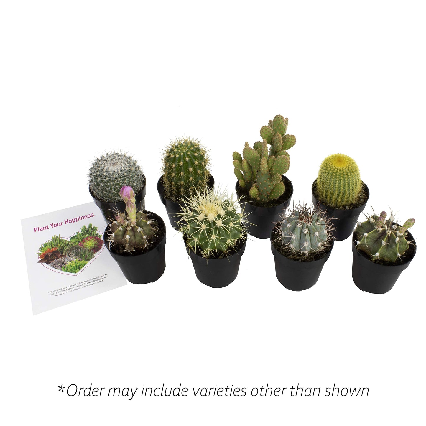 Altman Plants, Assorted Cactus Plants Live Succulents (8 Pack), Live Cactus Plant Lover Gifts, Cacti Succulents Plants Live Houseplants, Succulent Indoor Plants Live Plants in Cactus Soil Potting Mix