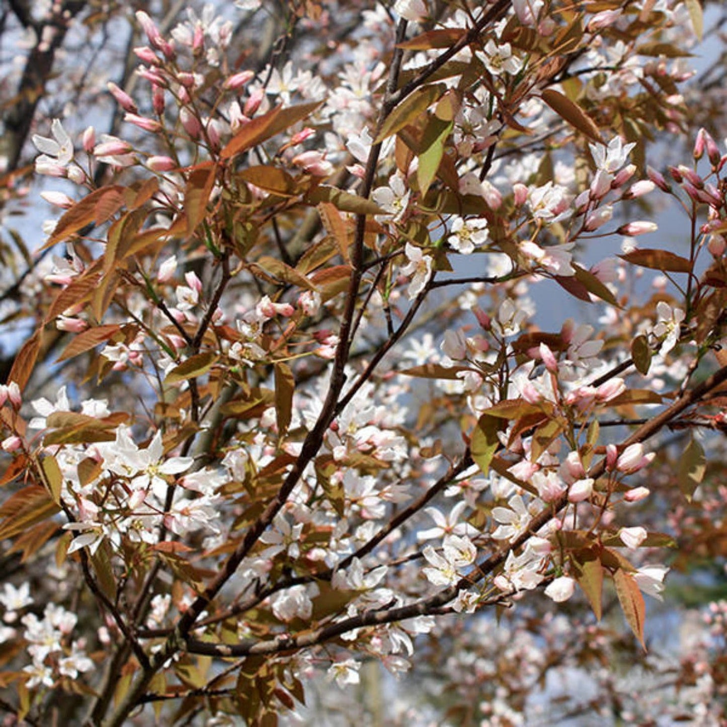 Autumn Brilliance Serviceberry, Four-Season Interest with Blooms and Berries, 1 gal. Nursery Pot, 1–2 ft Tree Height (Ships to 48 States Including CA & AZ)