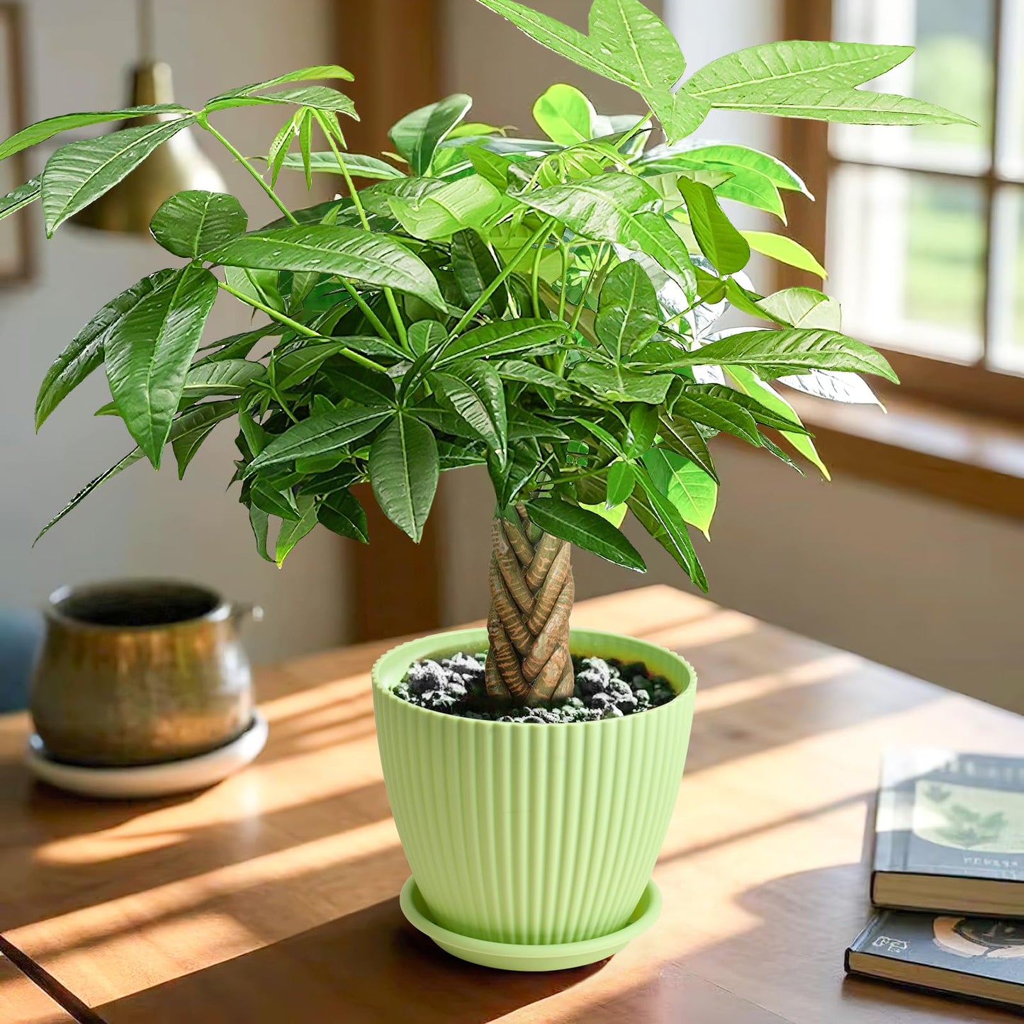 Live Plants Money Tree in 4" Green Plastic Pot, Easy to Grow Houseplant, Indoor Bonsai, Home Office Decor, Birthday Housewarming Gift