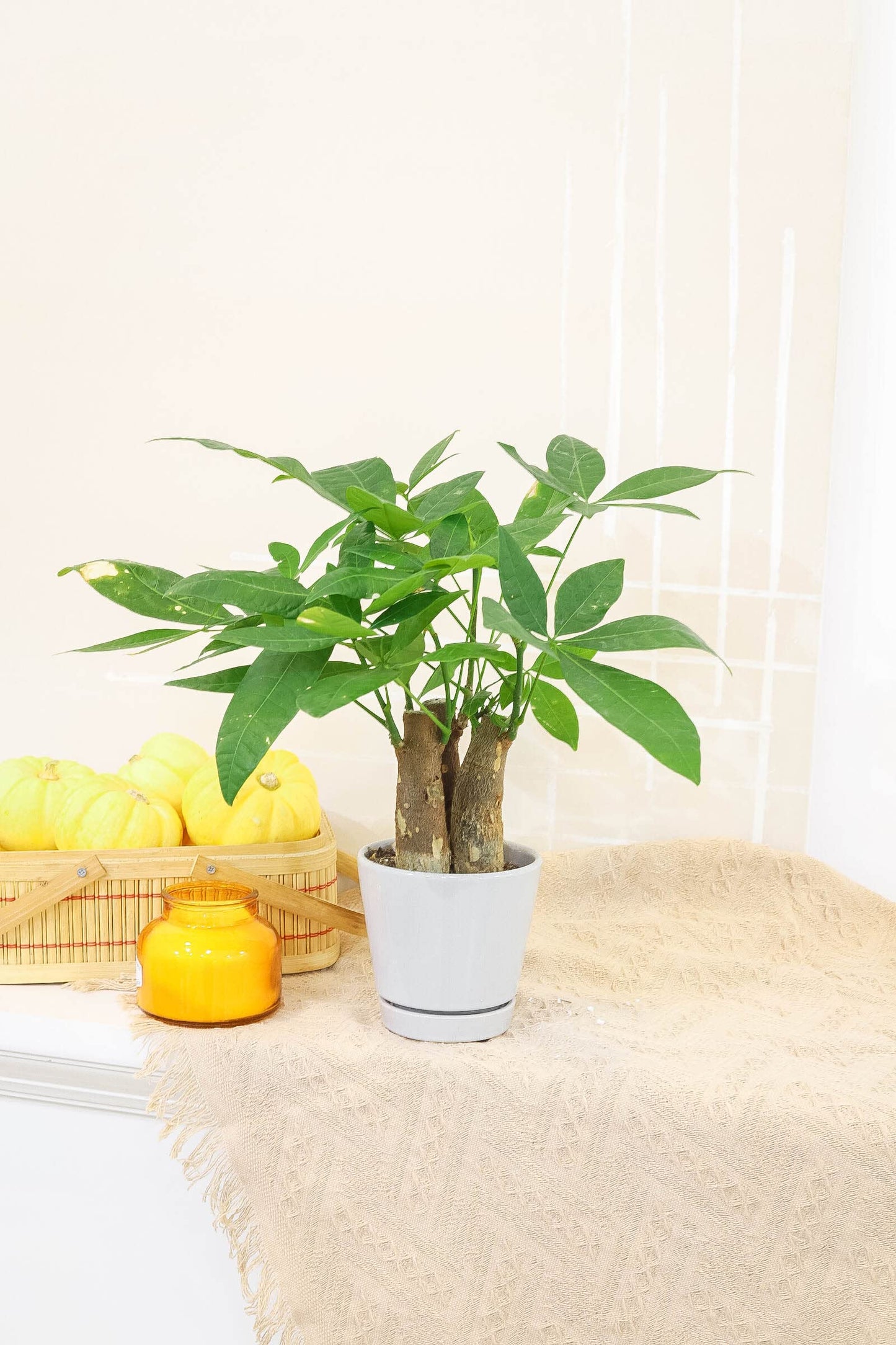 Pachira Stump Money Tree (4" Grower Pot) - Air Purifying and Live Healthy Houseplant - Easy to Grow, Easy to Care Indoor Houseplant