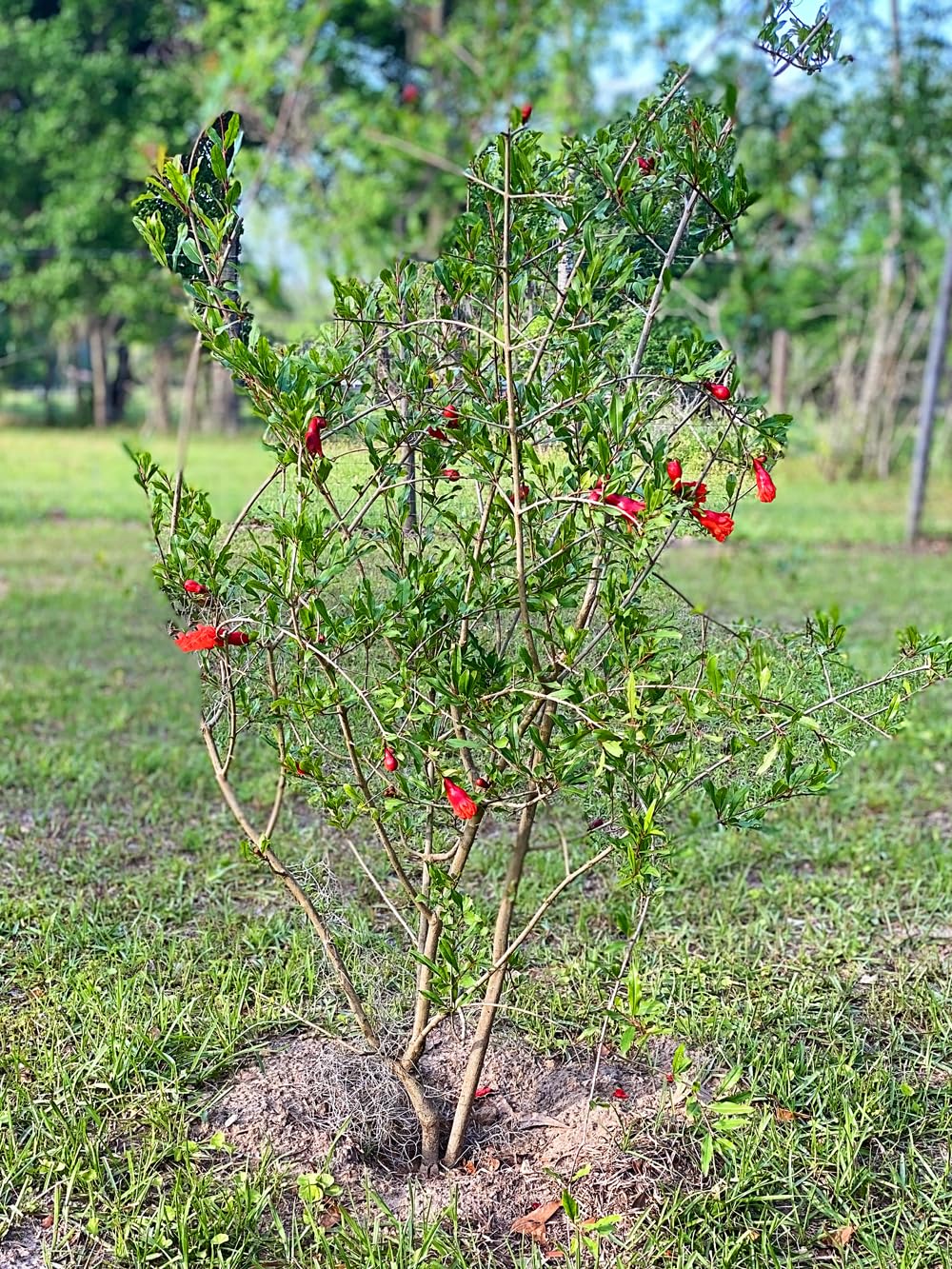Russian 26 Pomegranate Tree, Fruit Bearing, Hardy, 1 gal Nursery Pot, 12-18 in Tree Height (Due to Agricultural Laws, we are Unable to Ship to CA, AZ, AK, or HI)