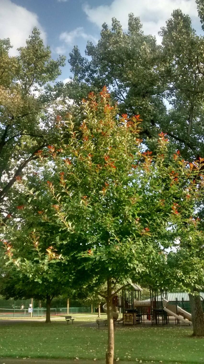 Live Plant - Black Gum Tree - Sourgum, Black Tupelo Plant, 6-12", Quart Pot - Nyssa sylvatica