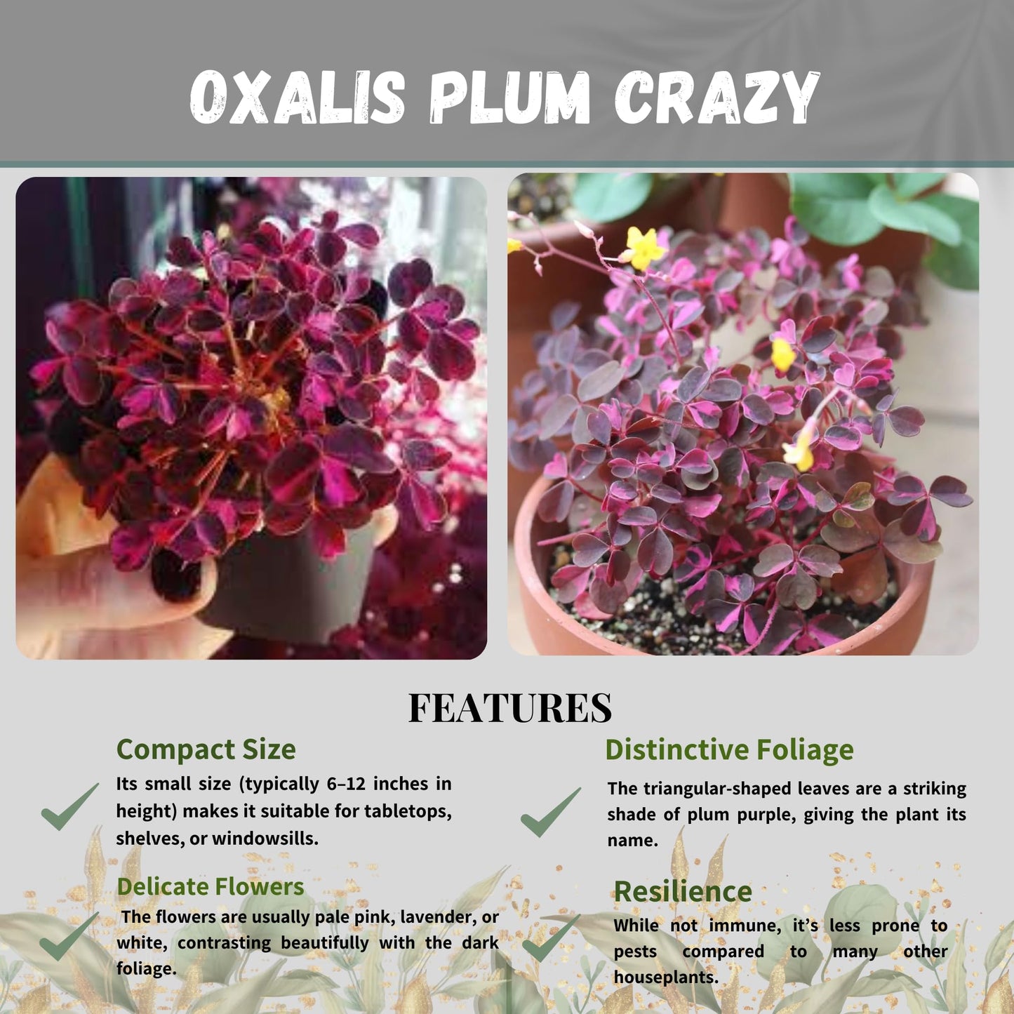 Oxalis Plum Crazy Live Plant in 4-Inch Pot - Unique Purple & Green Triangular Foliage, Easy Care Indoor/Outdoor Plant for Home Décor, Garden, and Gift Giving (Heat Pack Included)
