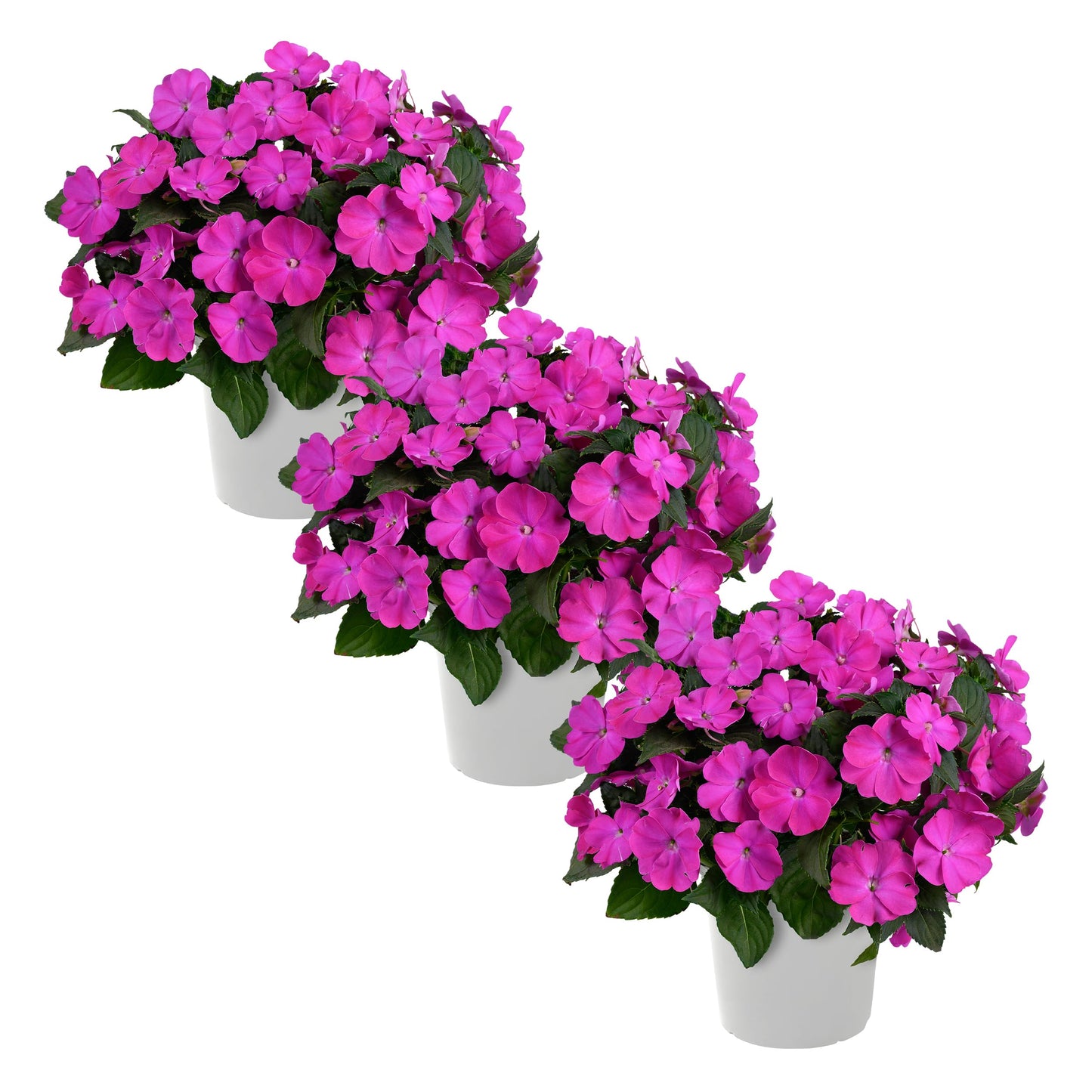 Live Flowering New Guinea Impatiens - Shades of Purple (3 Plants Per Pack) - Beautiful Shade Flowers - 12" Tall by 5" Wide in 1 Qt Pot