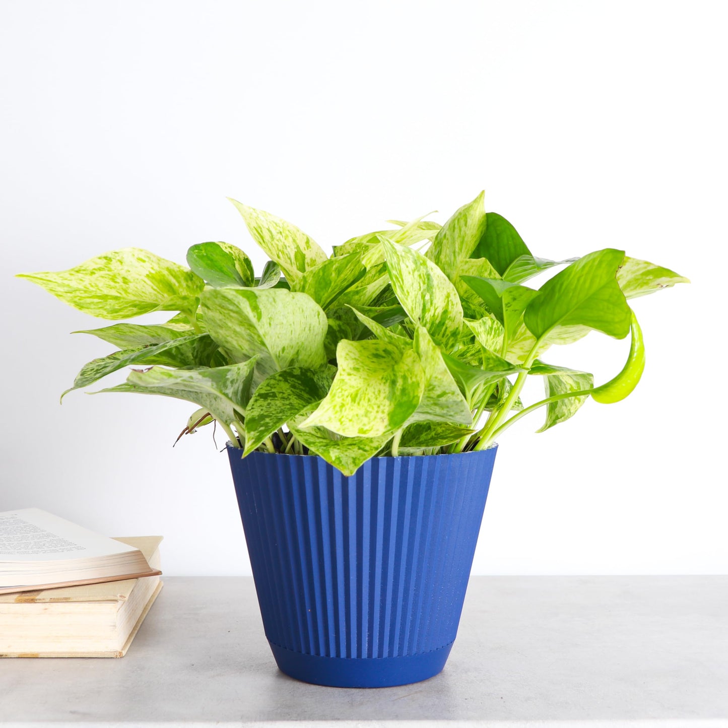 Thorsen's Greenhouse Marble Queen Pothos, Live Indoor Plant, Easy to Grow, Rare Variegated Houseplant, Natural Air Purifier, 6-inch Diameter Pot (Navy)