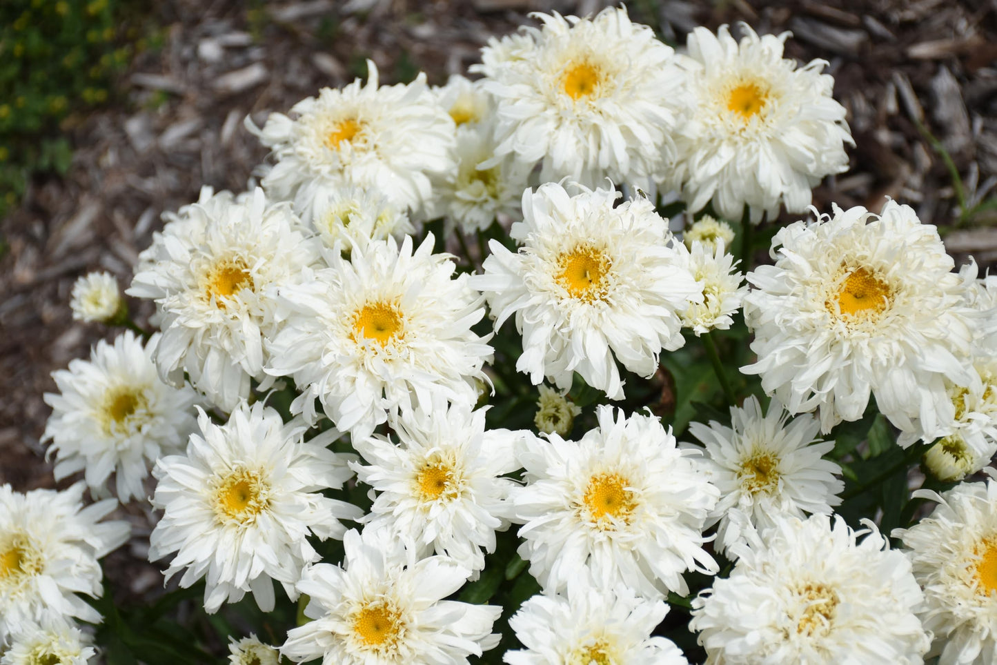 Live Plant from Green Promise Farms-PW, Leucanthemum Amazing Daisies 'Marshmallow' Shasta Daisy. White Flowers-#1 Size Container - Does NOT Ship to AZ, CA, HI, ID, MT, NV, OR, PR, UT & WA!!!