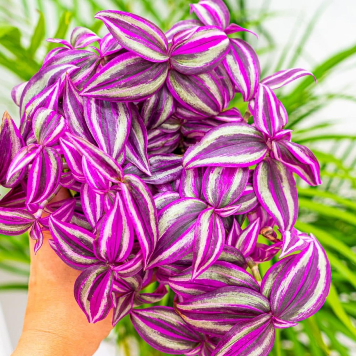 02 Pots Tradescantia Wandering Jew Plants Live Houseplants in 2" Pot, Starter Plants, Mix Purple and Pink Color