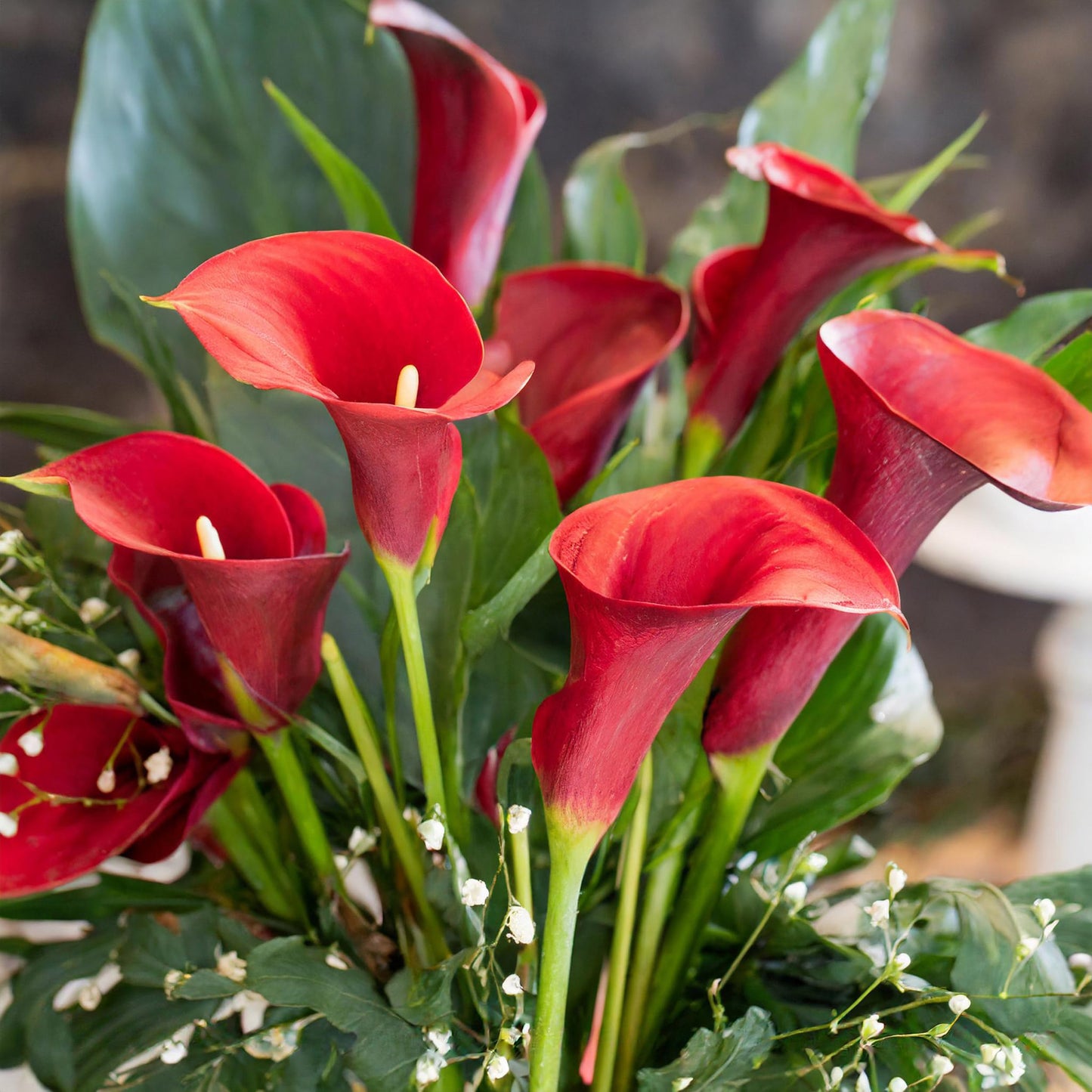 Garden State Bulb Red Alert Calla Lily Flower Bulbs, 12/14cm, Spring Planting (Bag of 5)