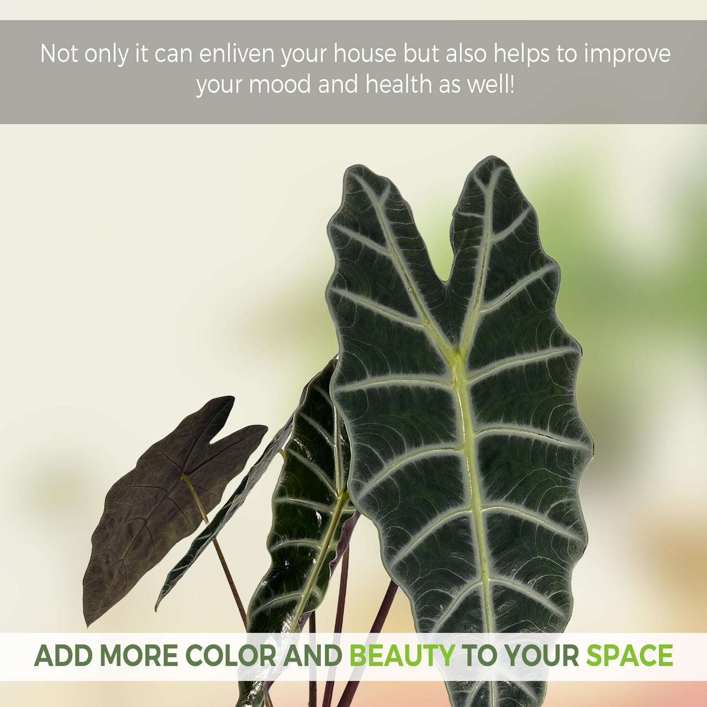LEAL PLANTS ECUADOR Alocasia Amazonica| Elephant Ear Plant| African Mask Live Green House Plant