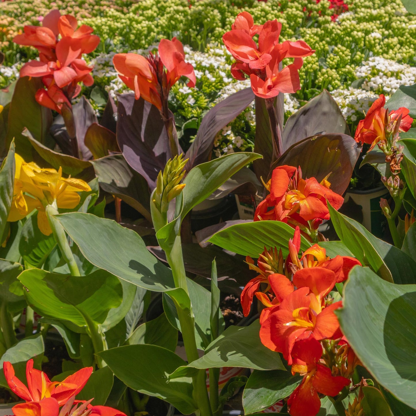 Dwarf Canna Lily Variety Mix Bulbs – Set of 3 Bulbs – Mixed Colors, Tropical Border and Container Plant, Pollinator Garden, Zones 3–9, Up to 4 Ft Tall