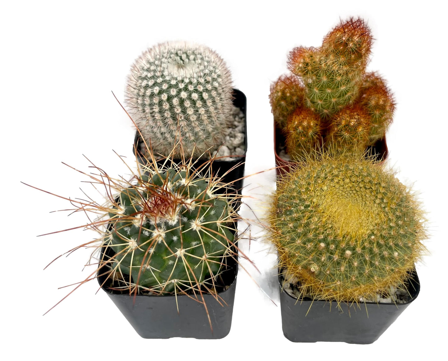 Fatplants Mini Cactus Plants Live Plants (4 Pack), Cactus Plant Indoor Live Plants, Cacti Plants Live Cactus Decor, Succulents Plants Live Houseplants, Mini Cactus Gifts in Cactus Soil Potting Mix