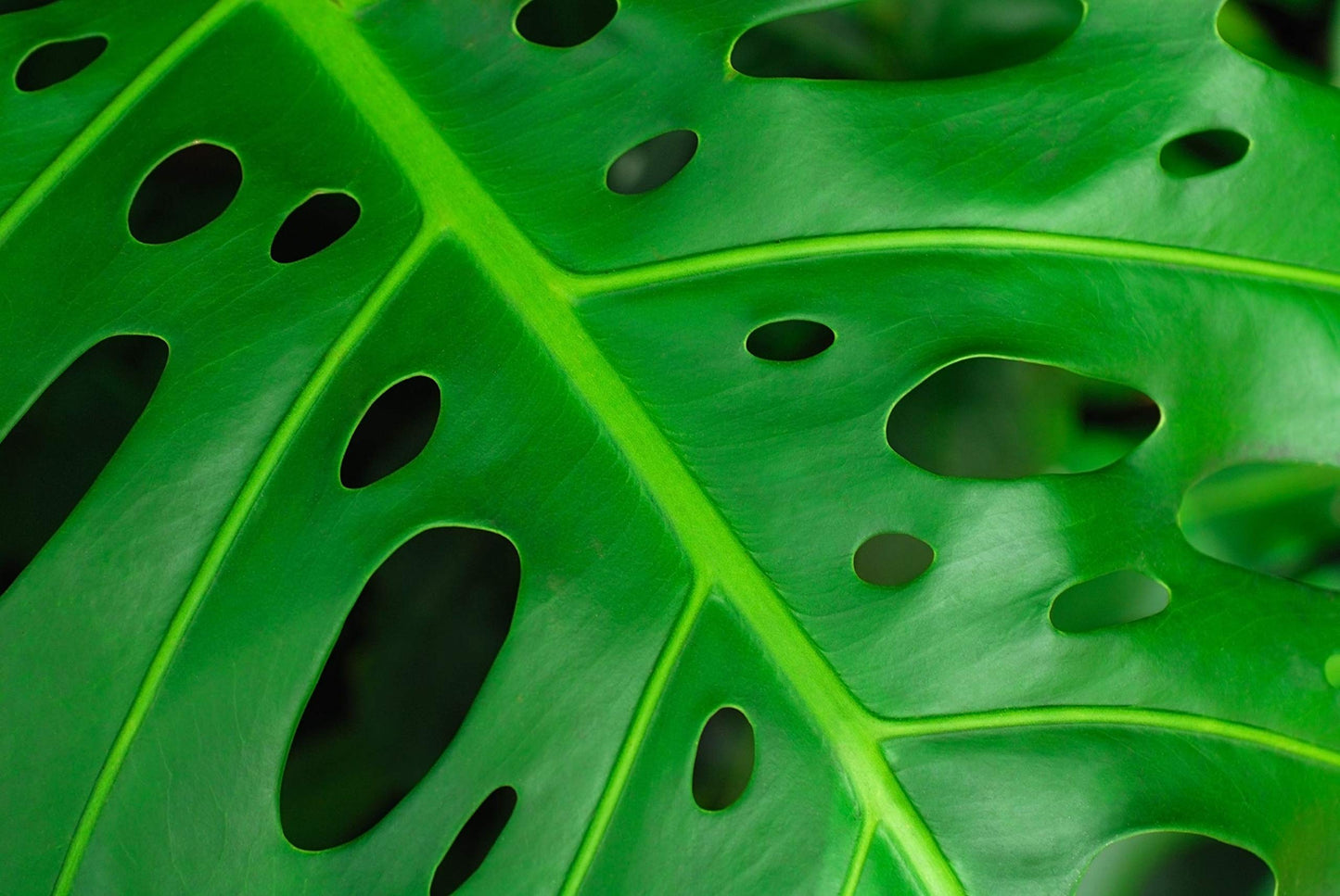Monstera Swiss Cheese Plant - Live Plant in a 4 Inch Pot - Monstera Adansonii - Beautiful Easy to Grow Air Purifying Indoor Plant