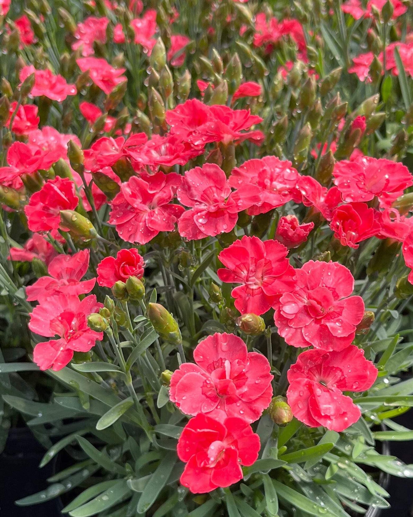 Perennial Farm Marketplace Dianthus x Everlast™ Peach (Garden Pinks) Live Perennial, Size-#1 Container, Long-Blooming Reddish-Orange Flowers, Fragrant