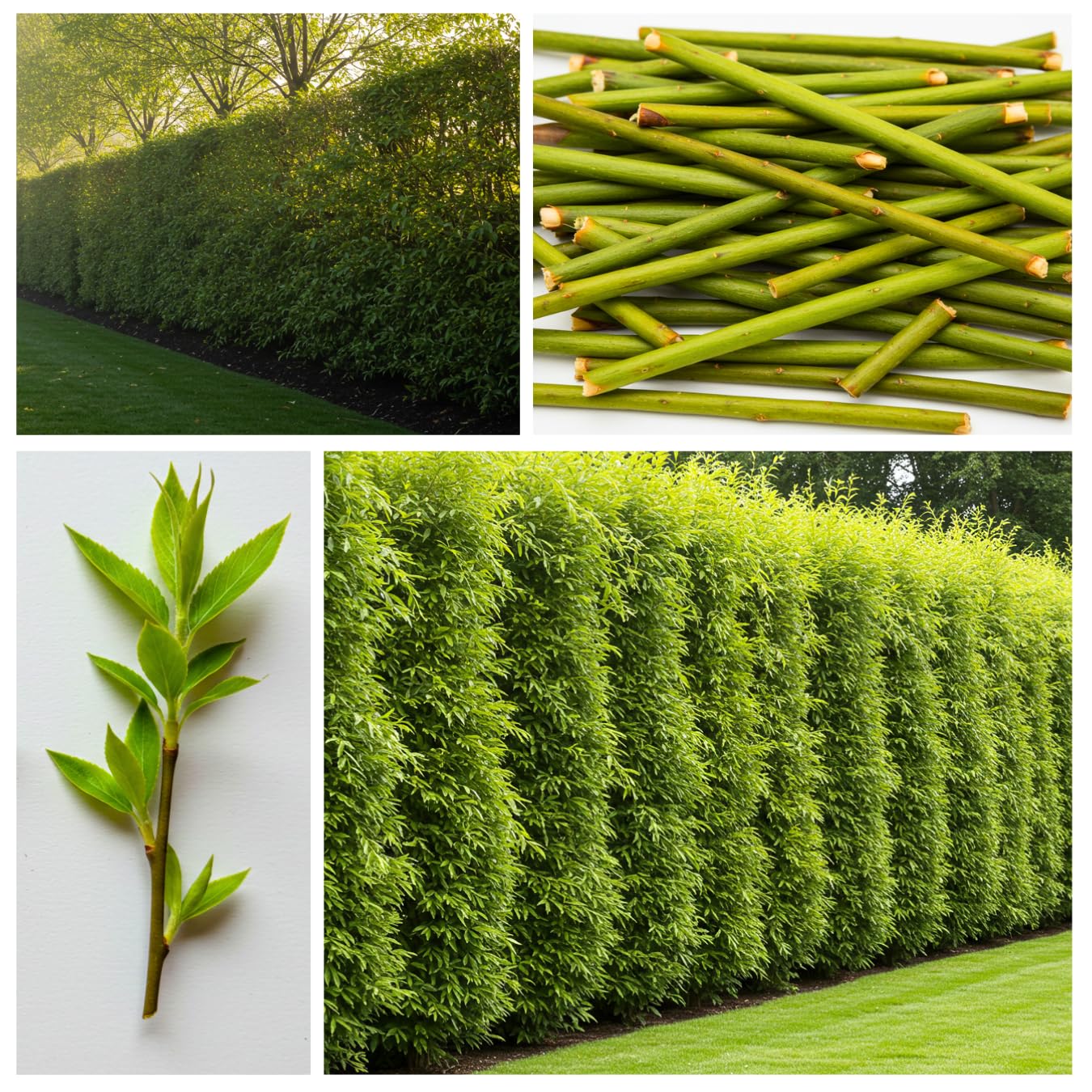 (One) Fastest Growing Tree in The World - Ready to Plant - One Live Aussie Hybrid Willow Tree Rooted Cut - Great for Fast Shade - 10 feet in First Year - Austree Hybrid Willow Privacy Tree