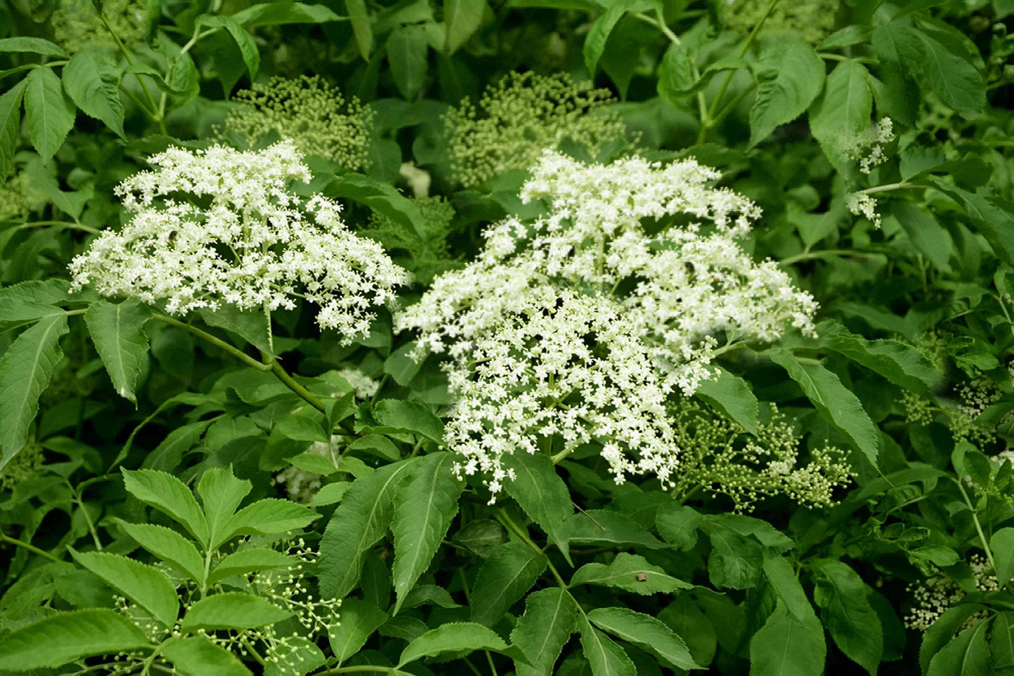 Elderberry Plants Live, Black American Sweet Elderberry Bush, 6-12 Inches Height, 2 Pack