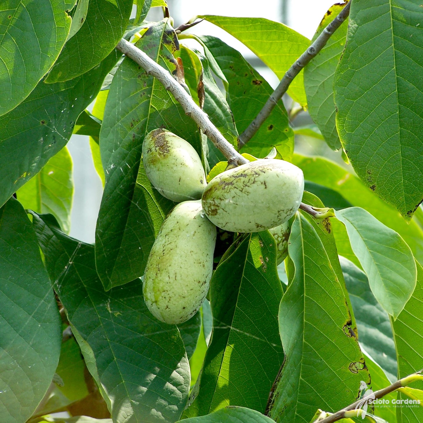 loseedsoo 10 Pawpaw Seeds for Planting – Asimina triloba Tree Seeds, Native Fruit Tree Seeds for Outdoor Growing, Deciduous Perennial Garden Seeds for Backyard Orchard