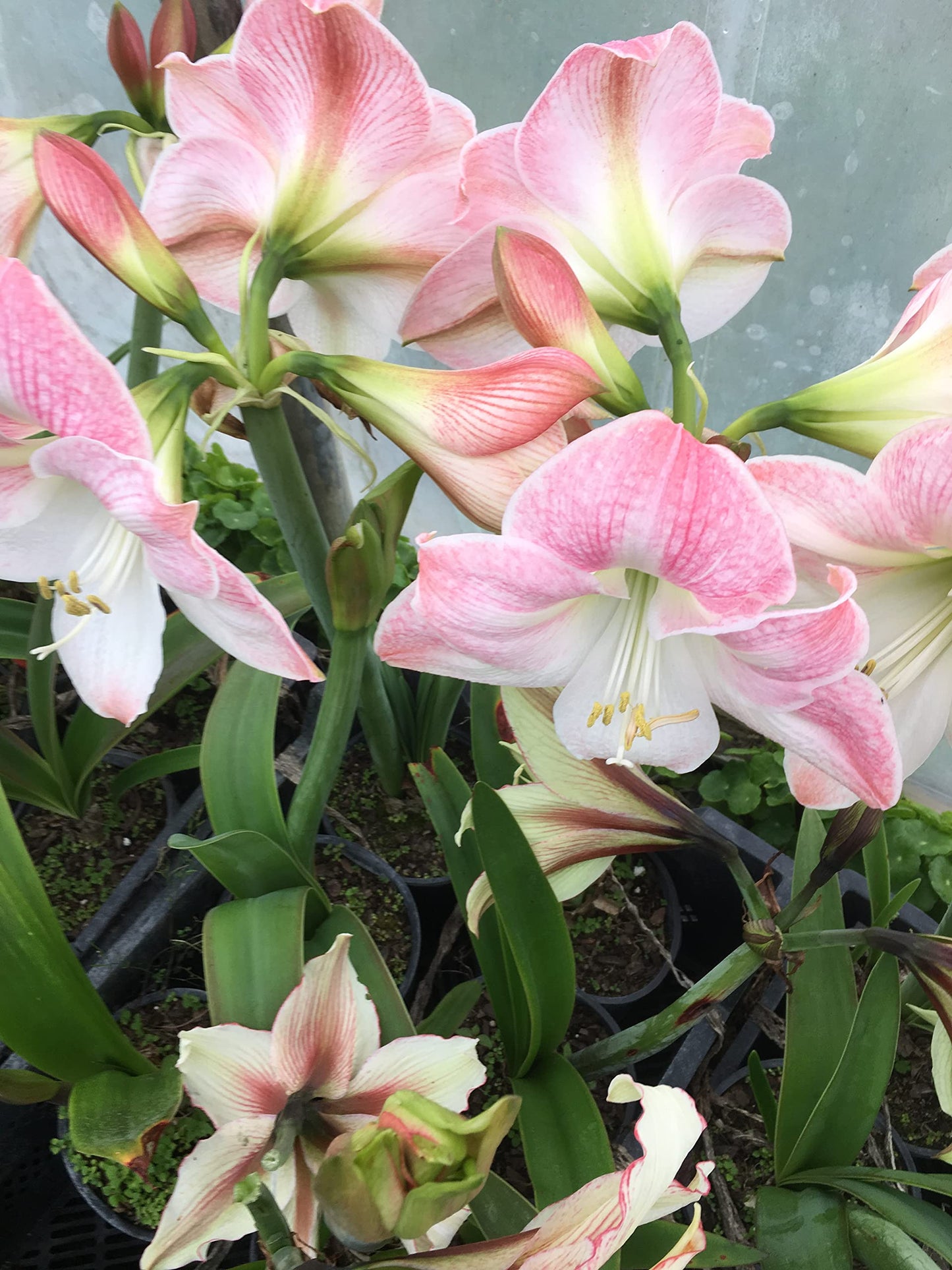 2 Amaryllis Apple Blossom Huge Bulb 28-36cm! Great Holiday Gift! Easy Grow Bulbs!