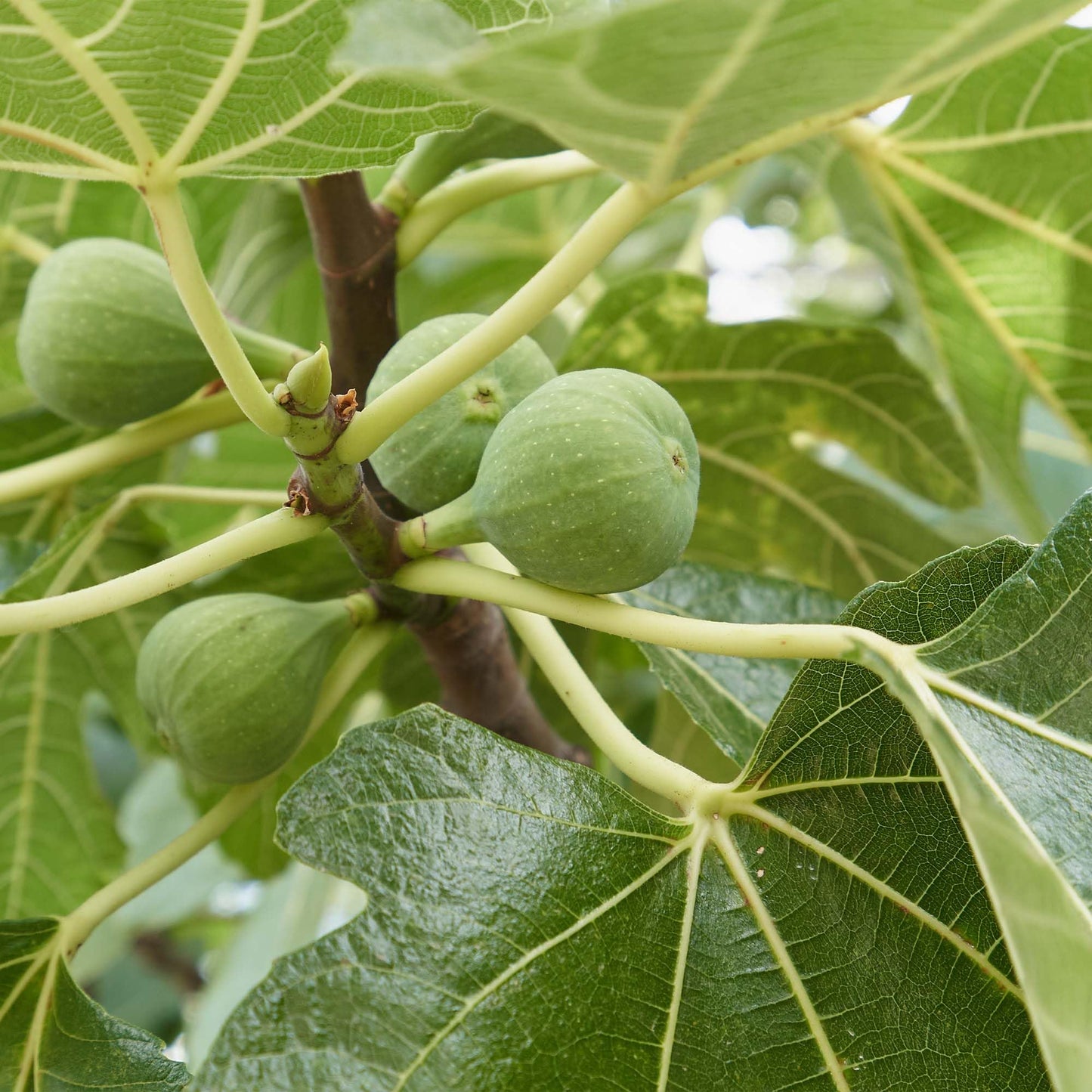 Perfect Plants Italian Honey Fig Tree in 1 Gallon Pot | Live Fruit Bearing Ficus carica | Self-Pollinating | 2 Harvests Per Year | Grows in Zones 7-10 Outdoor / 3-11 Patio