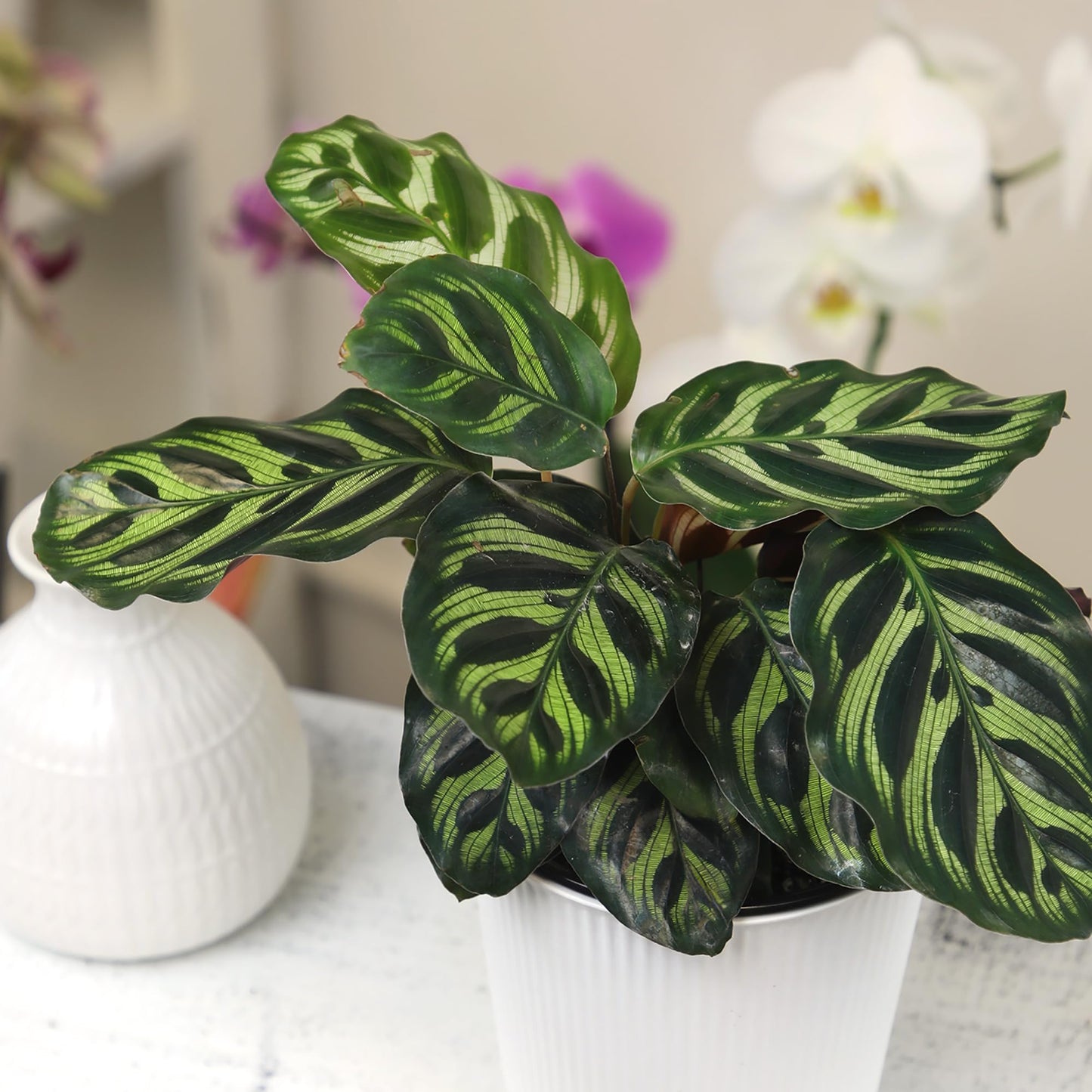 Altman Plants Calathea Live Plant Decor, Makoyana Prayer Plant in 4 Inch White Plastic Plant Pot, Easy Plant Gift, Pet Friendly Plants, Unique Desk Plant, House Plant in Indoor Plant Potting Soil Mix