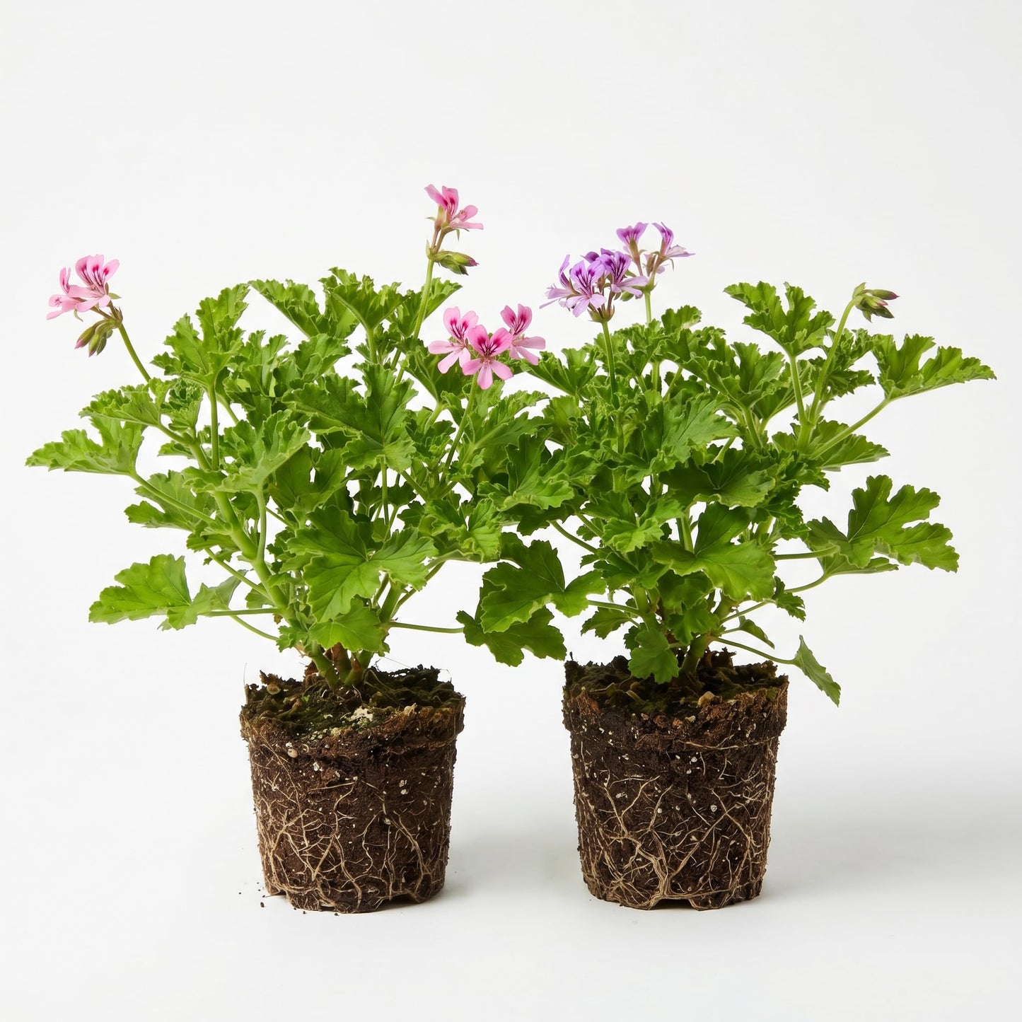 Set 2 Citronella Live Plants 4-7 Inches, Fragrant Citronella Geranium for Growing Outdoor Garden