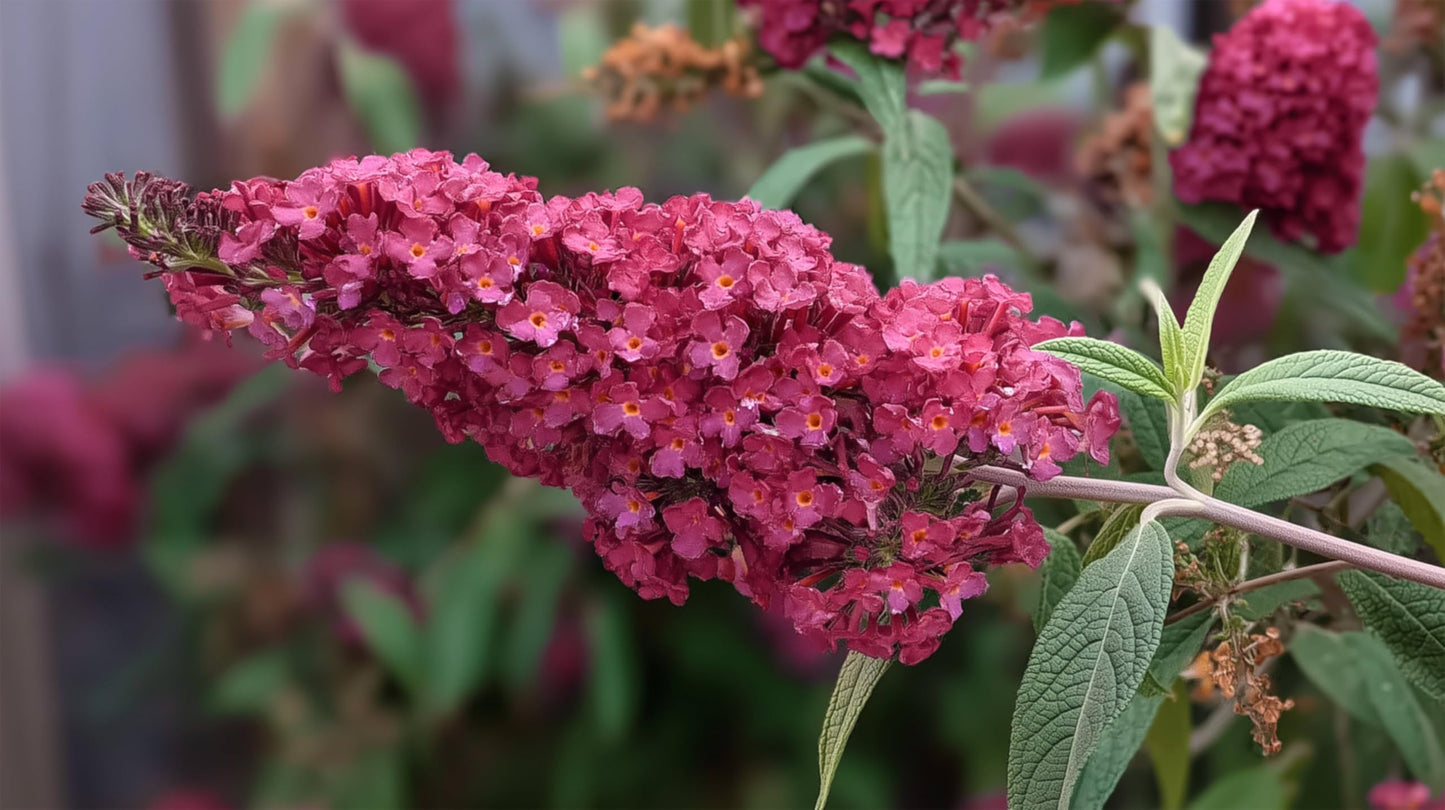 Buddleia Davidii Butterfly Bush Baby Buzz Lipstick Pink | 3 Live Plants | Fast Growing, Fragrant Blooms, Attracts Pollinators, Drought Tolerant, Low Maintenance, Long Blooming Season