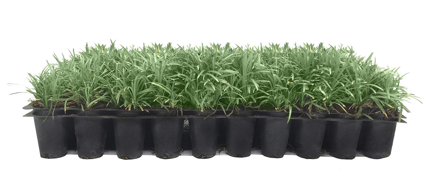 Dwarf Mondo Grass | 10 Live Plants | Ophiopogon Japonicus | Ground Cover Plant, Shade Tolerant Grass, Low Maintenance Landscaping, Evergreen Foliage, Dense Green Carpet, Drought Tolerant