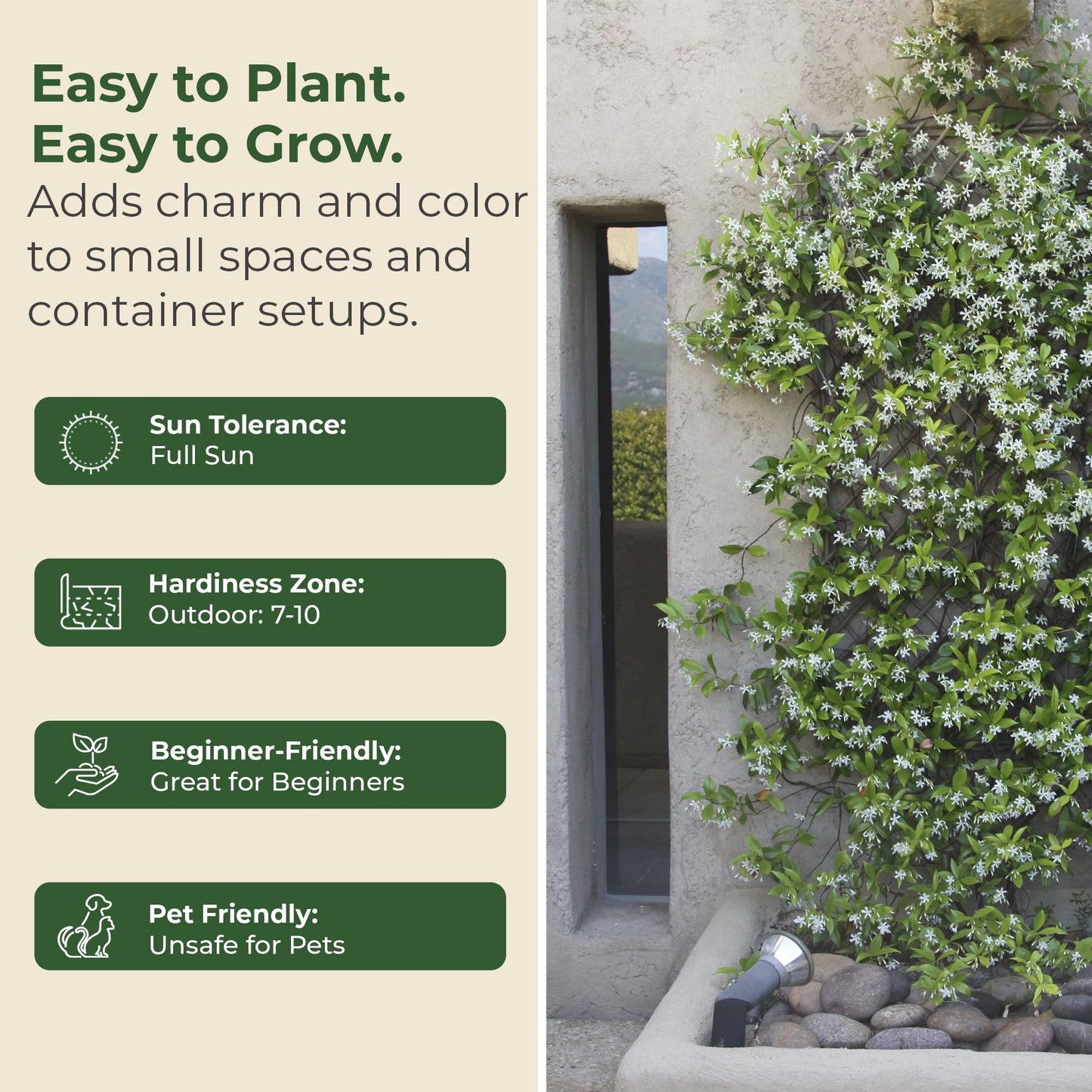 2.5 qt. Jasmine Confederate Flowering Shrub with White Flowers - Easy to Grow & Adaptable Live Shrubs for Slopes, Borders, Retaining Walls - 10 to 15 Tall and 3 to 6 Wide Confederate Jasmine Plant