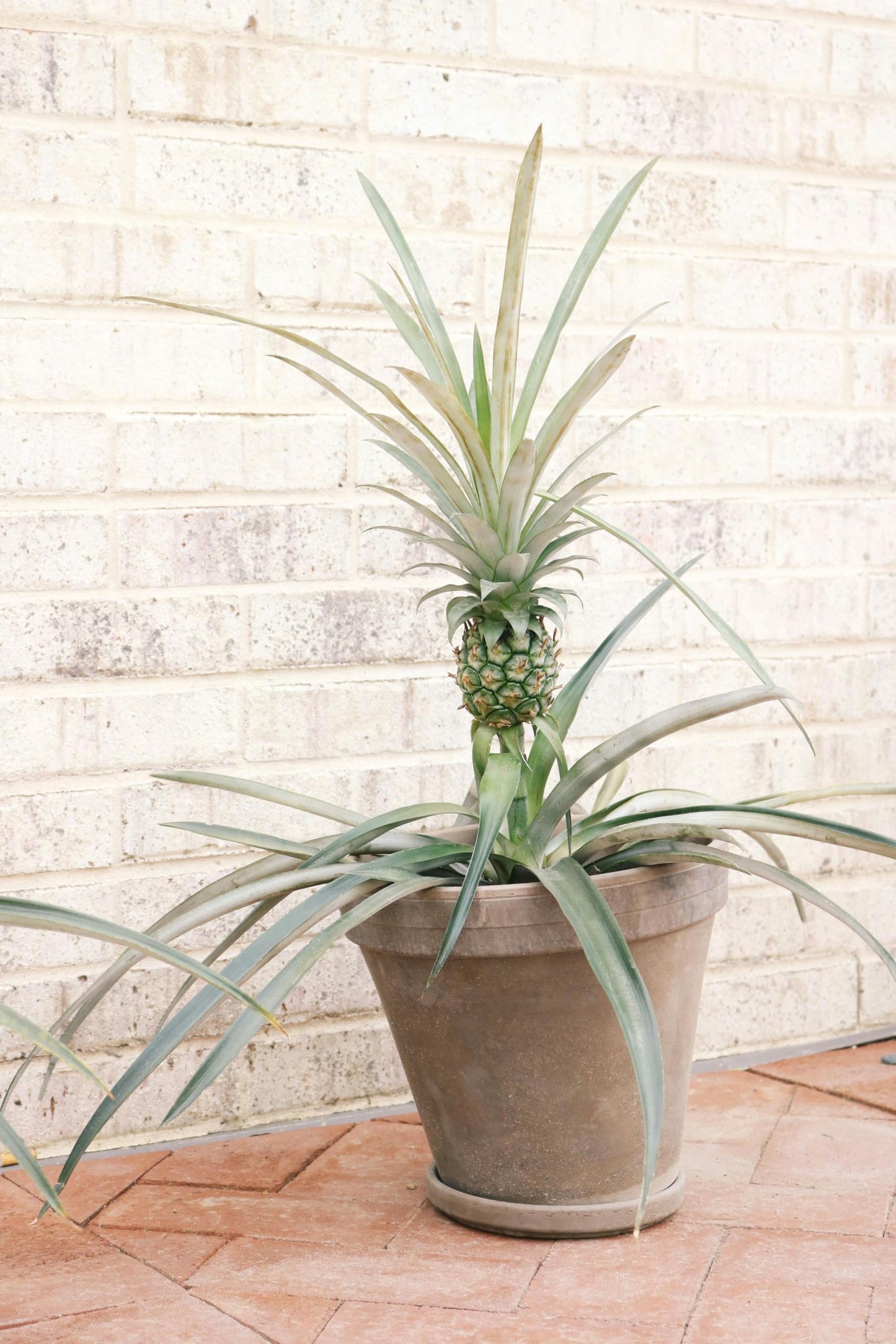 Live Elite Gold Pineapple Pineapple Plant (Ananas comosus) - (Pack of 2) - 4-6 Inches Tall - Ideal for Gardens and Containers - Sweet, Juicy Pineapple Fruit - Easy Grow, Ready for Planting